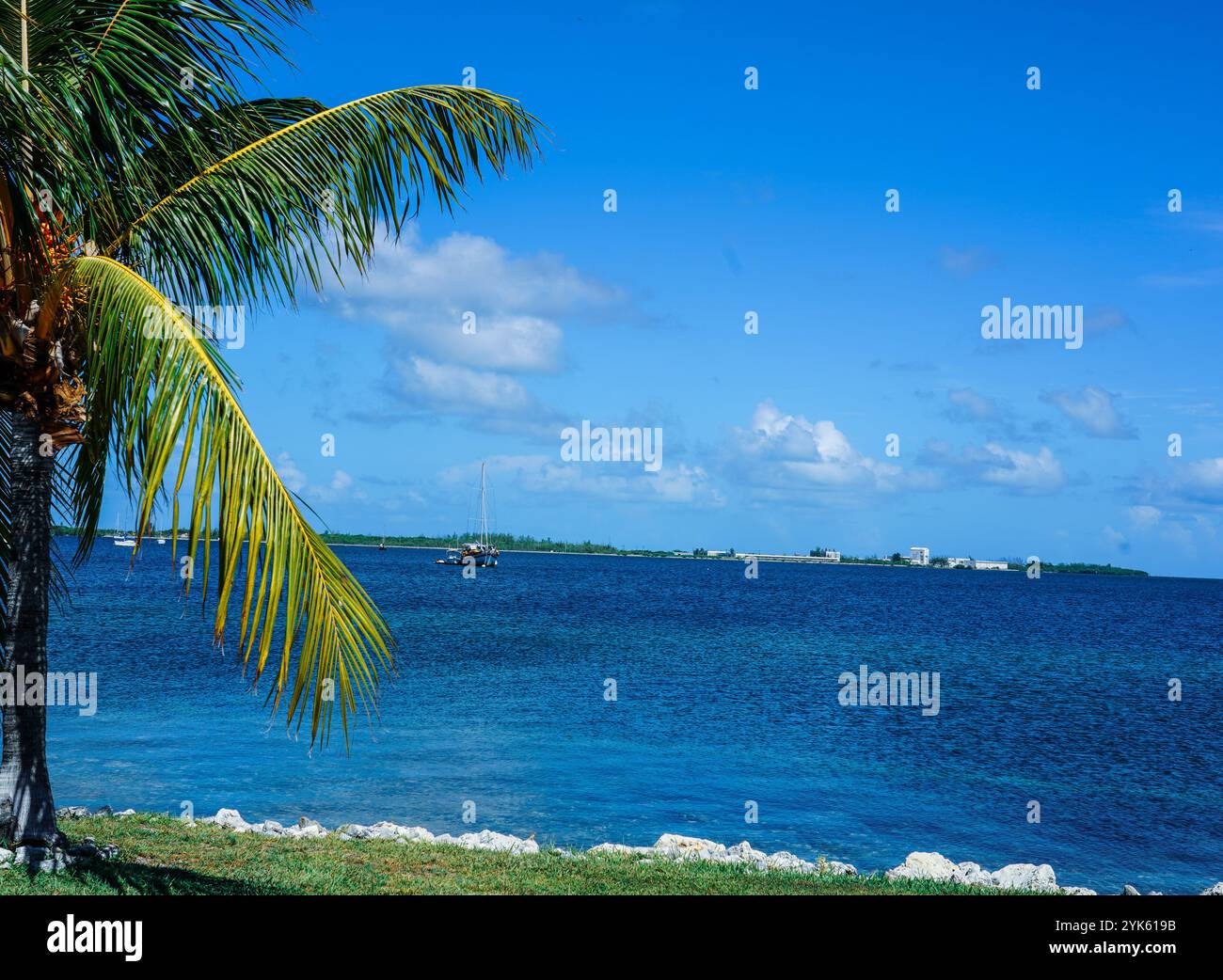 Lasciate che le palme ci ricordino di fermarci e apprezzare i semplici tesori della vita! 🌊 abbraccia la serenità della natura - è una sessione di terapia gratuita! Foto Stock