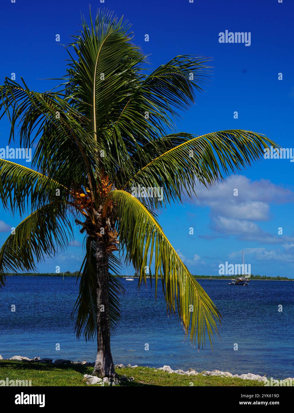 Lasciate che le palme ci ricordino di fermarci e apprezzare i semplici tesori della vita! 🌊 abbraccia la serenità della natura - è una sessione di terapia gratuita! Foto Stock