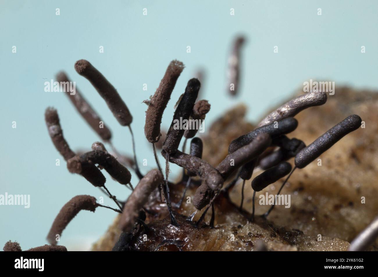 Stemonitopsis typhina diversi corpi fruttiferi marroni uno accanto all'altro sul tronco di un albero di fronte al cielo blu Foto Stock