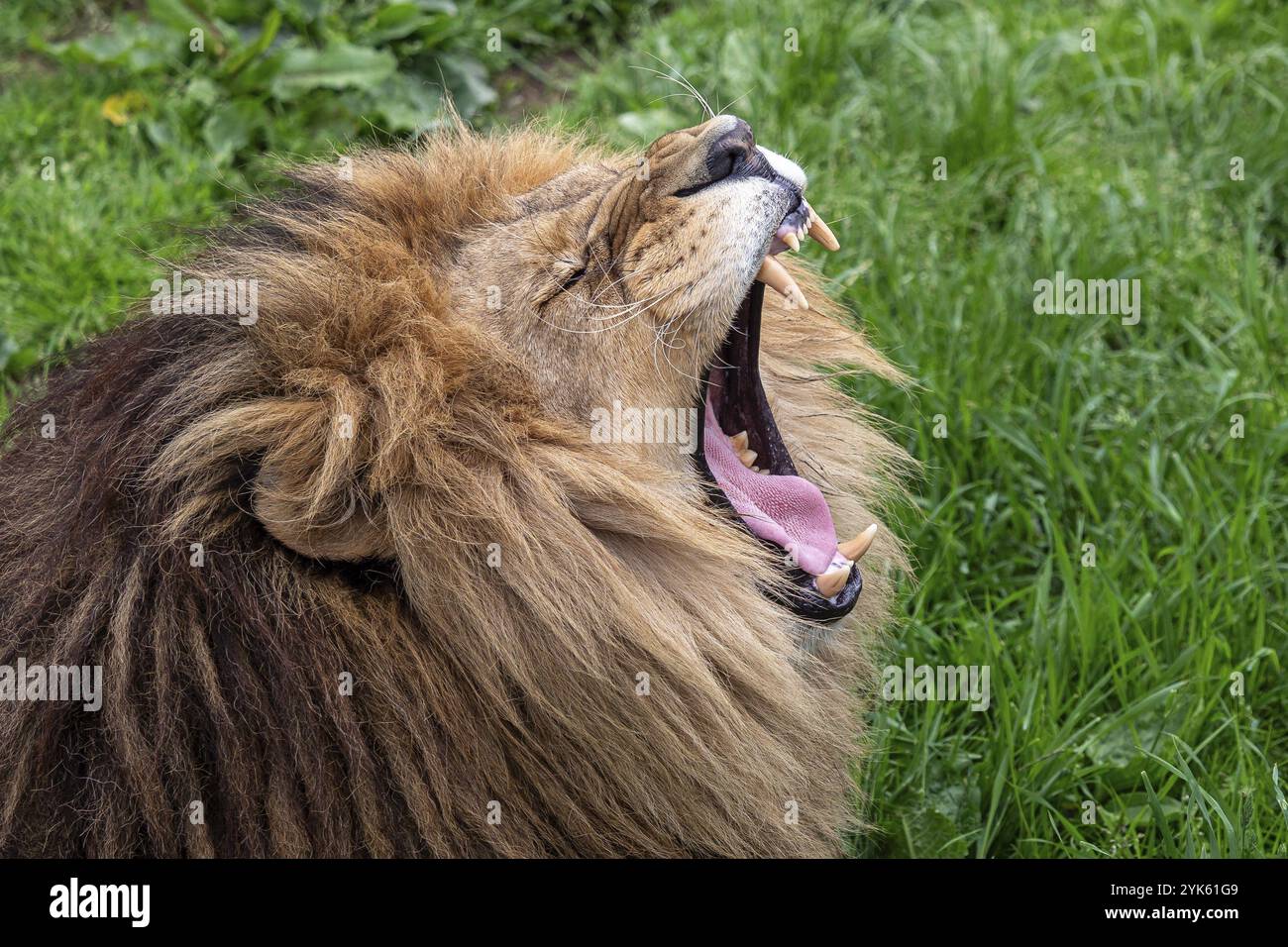 Leone sbadiglio con denti molto affilati Foto Stock