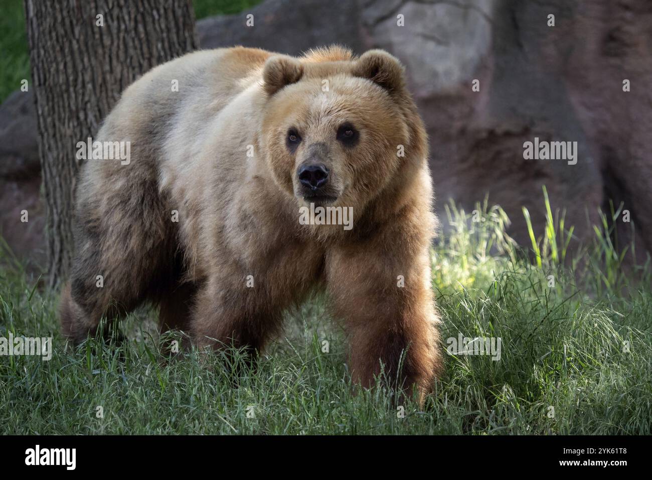Orso Kamchatka in erba (Ursus arctos beringianus) Foto Stock