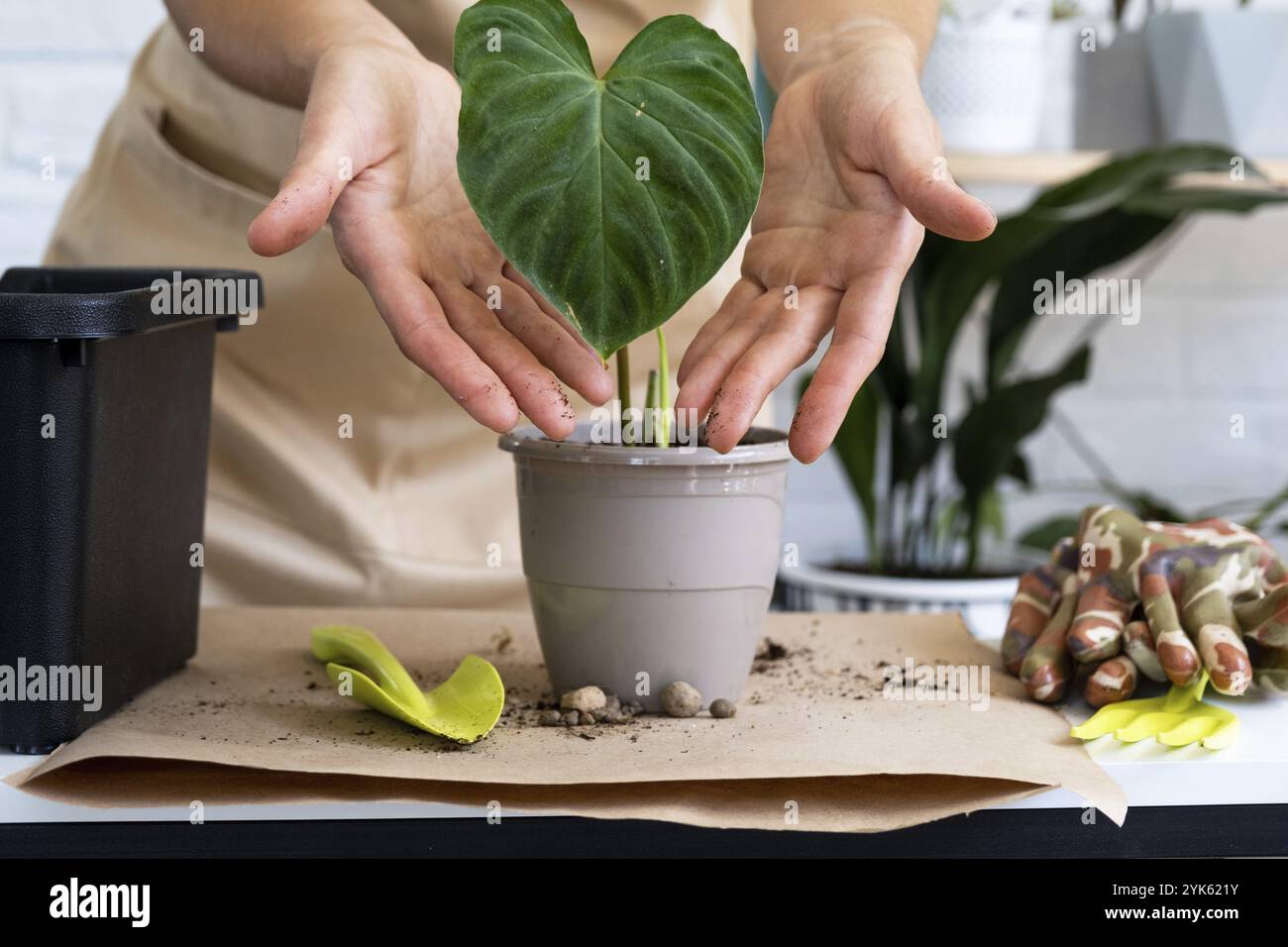 Trapiantare una pianta di casa Philodendron verrucosum in una pentola. Una donna pianta un fusto con radici in un nuovo terreno. Cura per una pianta in vaso, mani vicino Foto Stock