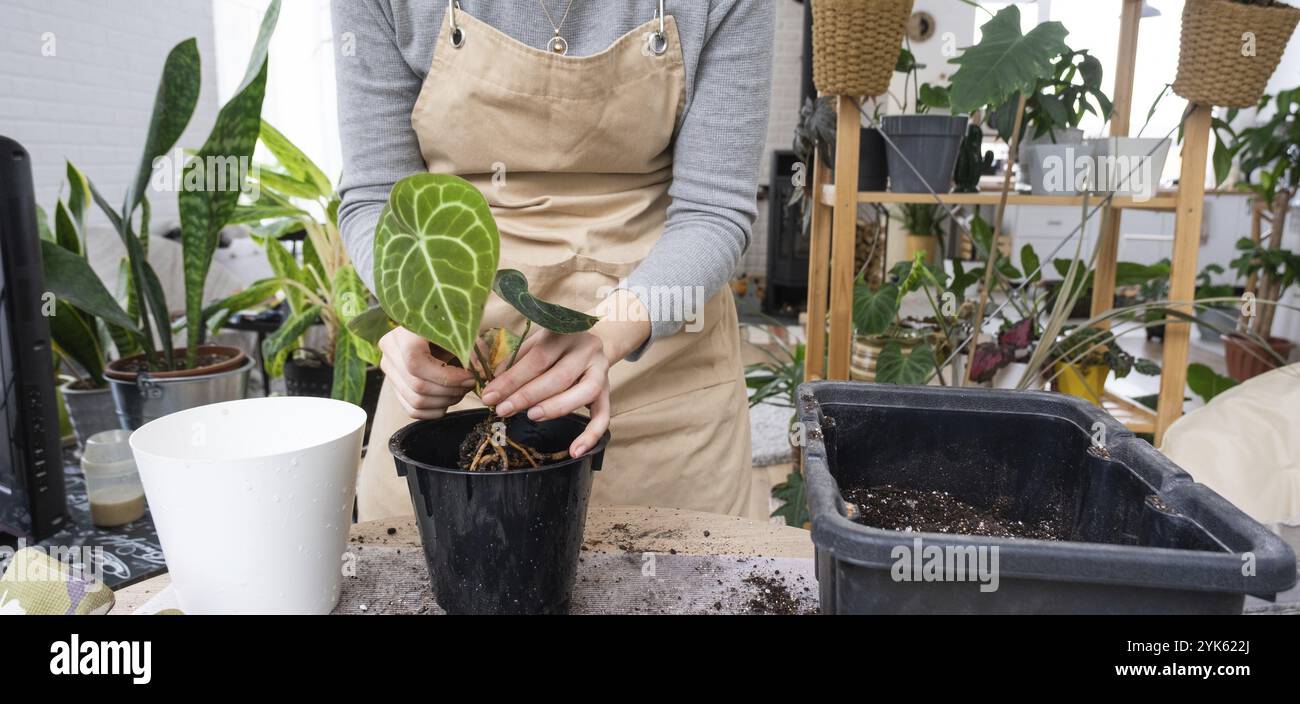 Ripottare una pianta di casa Anthurium clarinervium in una nuova pentola all'interno della casa. Cura per una pianta in vaso, mani primo piano Foto Stock