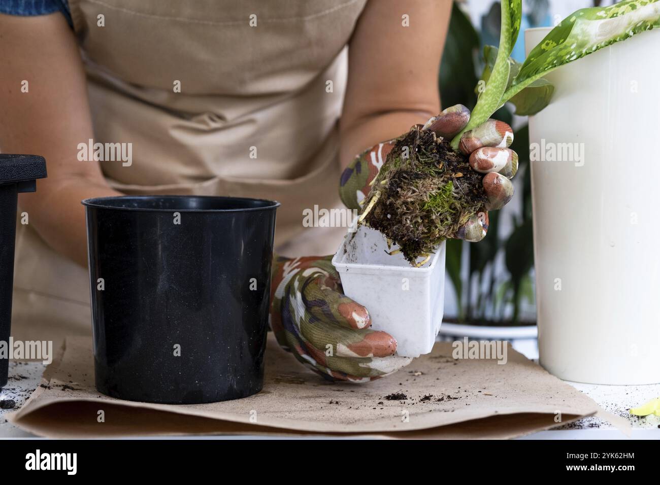 Trapiantare una pianta domestica rara Diffenbachia Dragon Scale in un nuovo vaso. Una donna pianta un fusto con radici in un nuovo terreno. Cura e riproduzione per Foto Stock