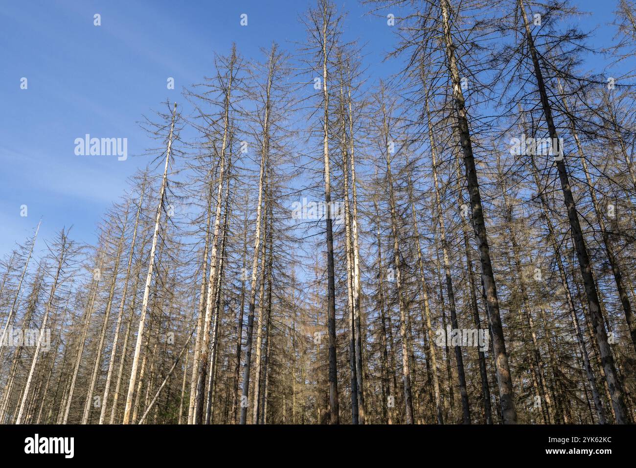 Abeti morti a seguito di infestazione da coleottero della corteccia. La conseguenza del riscaldamento globale Foto Stock