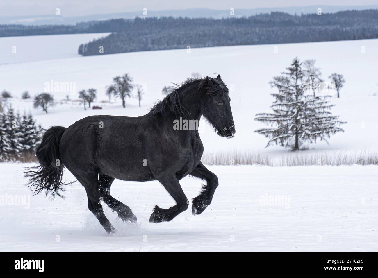 Stallone friesiano che corre nel campo invernale. Il cavallo Frisone nero corre galoppo in inverno Foto Stock