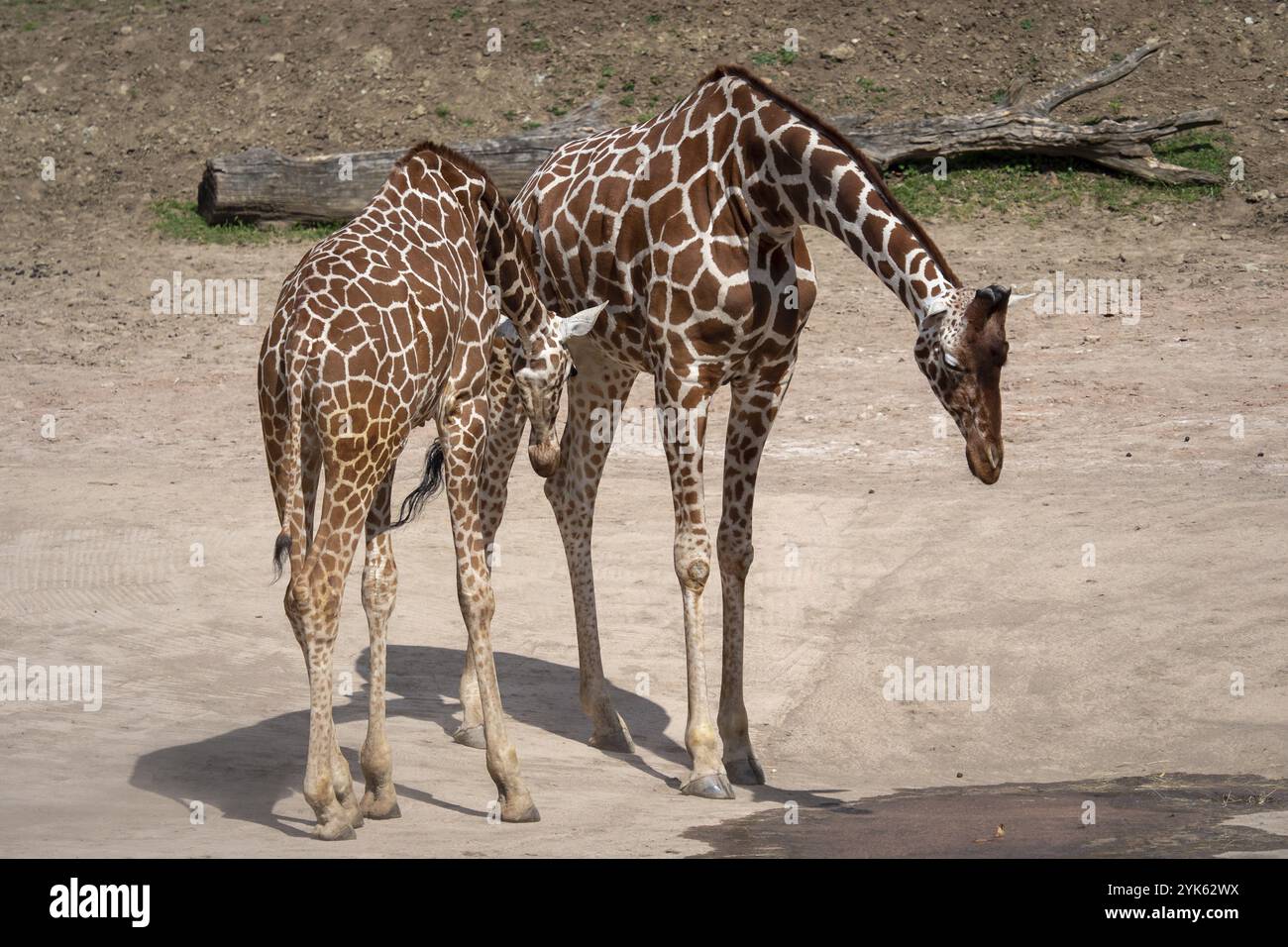 Giraffe (Giraffa camelopardalis reticulata) Foto Stock