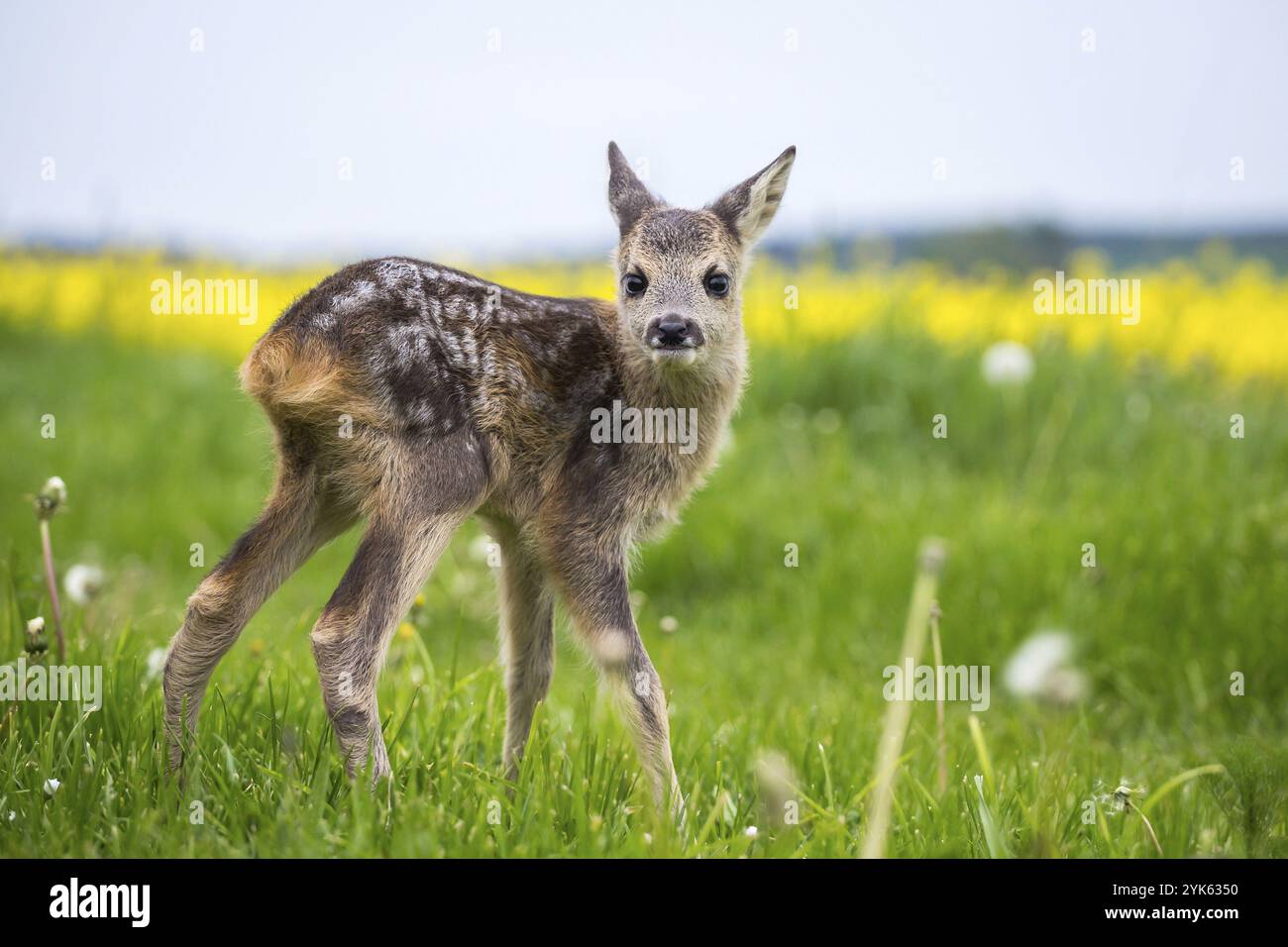 Giovane capriolo selvatico nell'erba, Capreolus capreolus. Capriolo appena nato, natura primaverile selvaggia Foto Stock