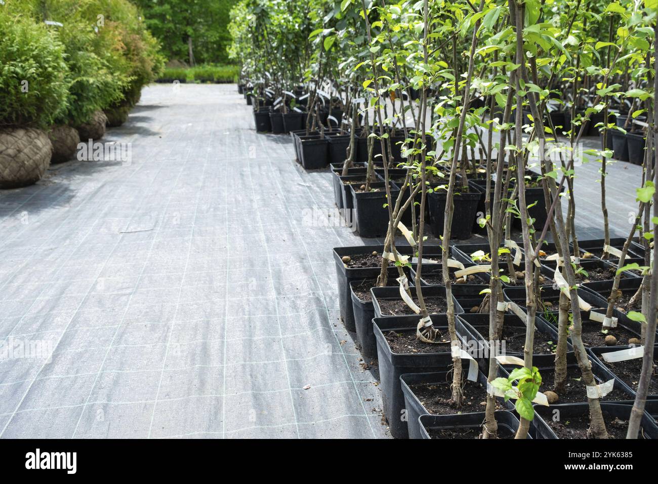 Vivaio di alberi da frutto e bacche e cespugli per piantare su un terreno da giardino nel giardino Foto Stock