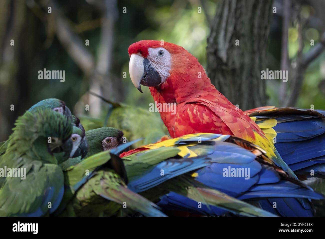 Gruppo di pappagalli Ara, macaw Scarlet Red pappagallo, macaw Ara macao e macaw militare (ara militaris) Foto Stock
