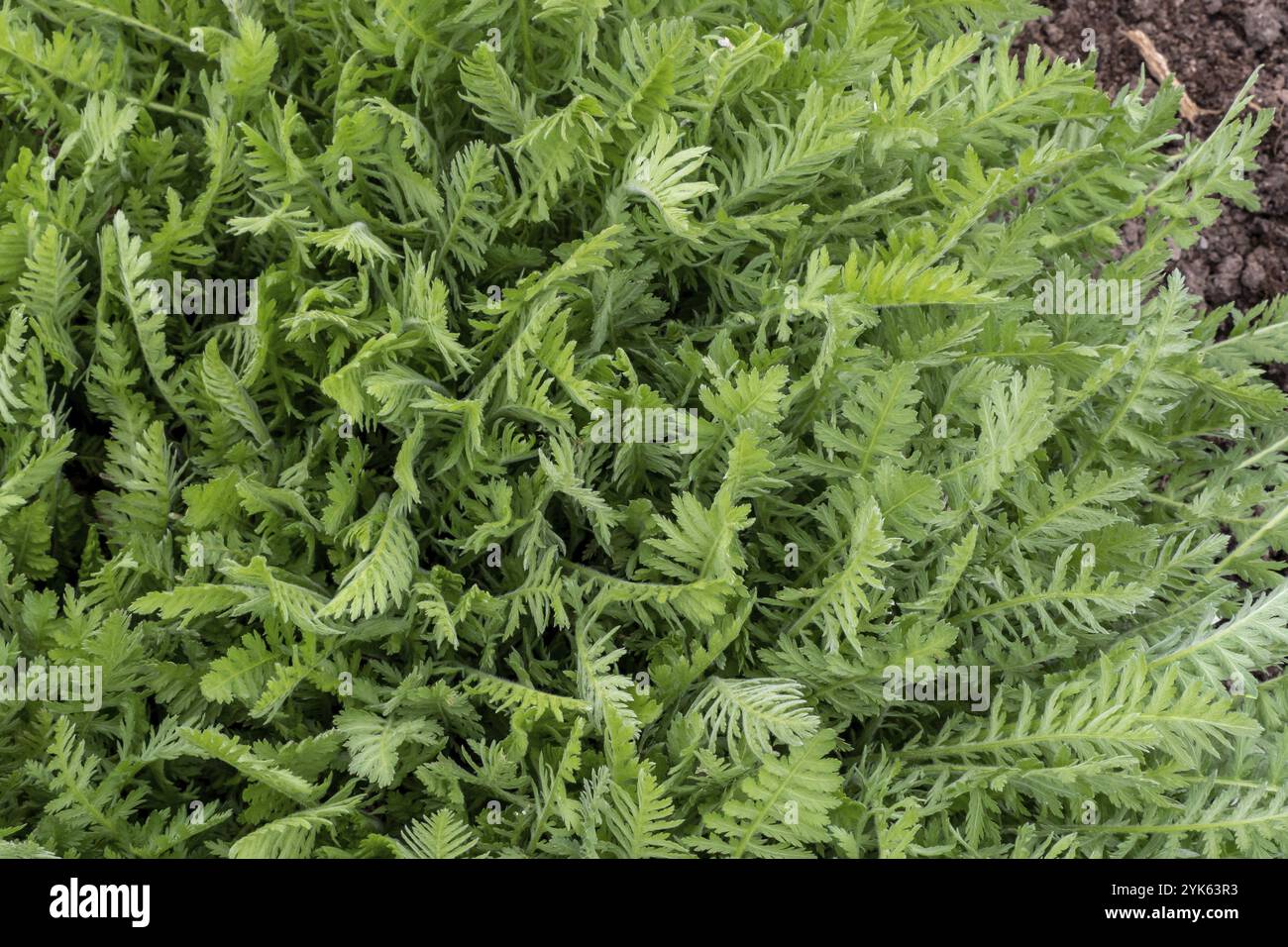 Foglie verdi di achillea filipendula in primavera. Piante medicinali in giardino Foto Stock