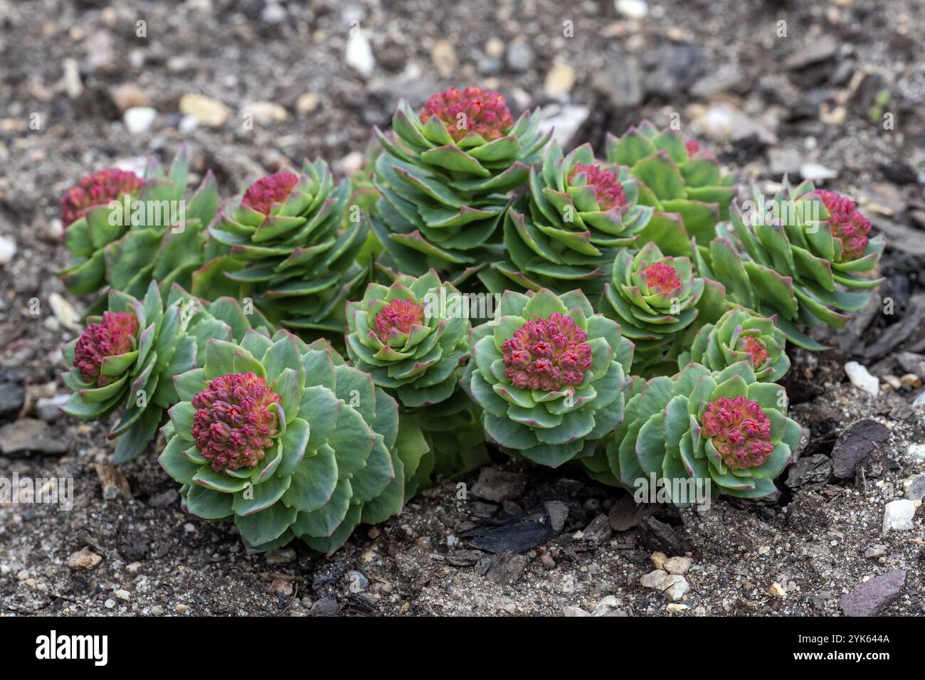 Steli verdi di rosea Rhodiola in primavera. Piante medicinali in giardino Foto Stock