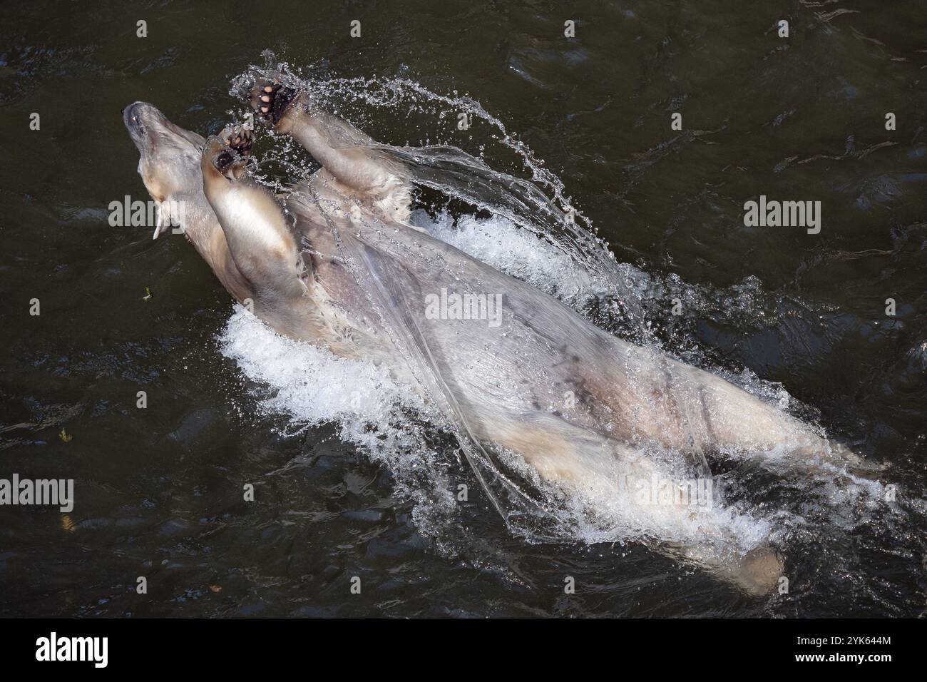 Orso polare che si bagna e gioca nella piscina d'acqua, maritimus Ursus Foto Stock