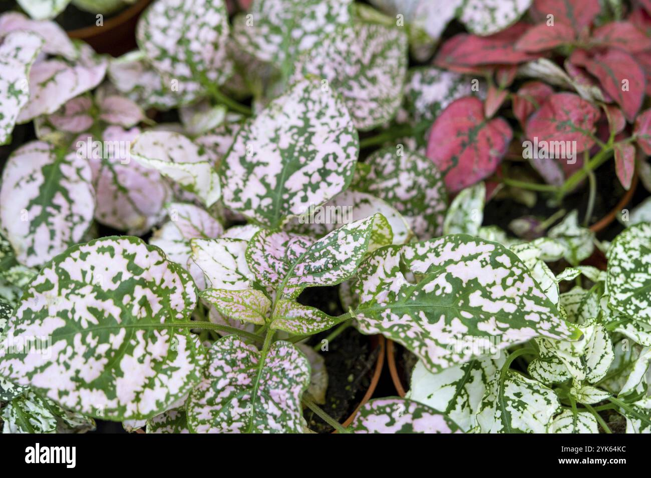 L'assortimento di piante da casa pilea sullo scaffale del negozio di fiori. Cocomero pilea, Pilea cadierei, una varietà di foglie colorate di vaso tropicale Foto Stock