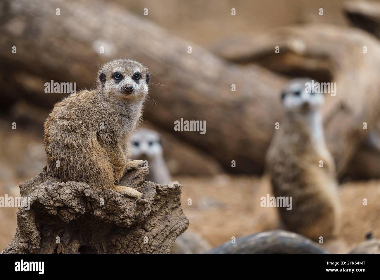 Ritratto di Meerkat Suricata suricatta, piccolo animale africano, carnivoro appartenente alla famiglia delle mongoose Foto Stock