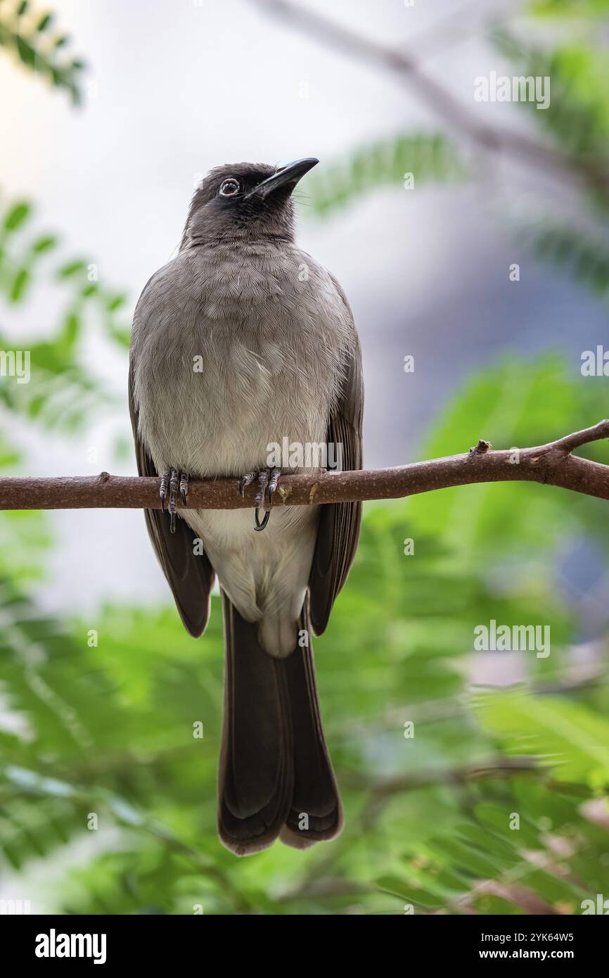 Uccello su un ramo nella giungla Foto Stock