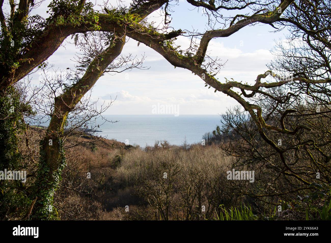 Foresta con mare in lontananza visto attraverso le cime degli alberi Foto Stock