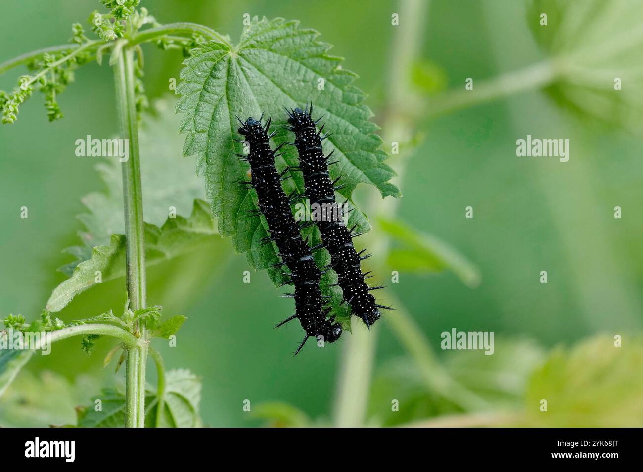 Trebbin, Germania. 10 agosto 2024. 10.08.2024, Berlino. Due caterpillars nere del pavone europeo (Aglais io/ Inachis io, Nymphalis io) si trovano sulla foglia di un ortica pungente. La bellissima e colorata farfalla si adatta bene alla vicinanza degli esseri umani. Nell'agricoltura moderna viene utilizzato molto fertilizzante, il che incoraggia notevolmente la crescita delle ortiche pungenti. Tuttavia, i pilastri della farfalla si nutrono quasi esclusivamente di ortiche. Credito: Wolfram Steinberg/dpa credito: Wolfram Steinberg/dpa/Alamy Live News Foto Stock