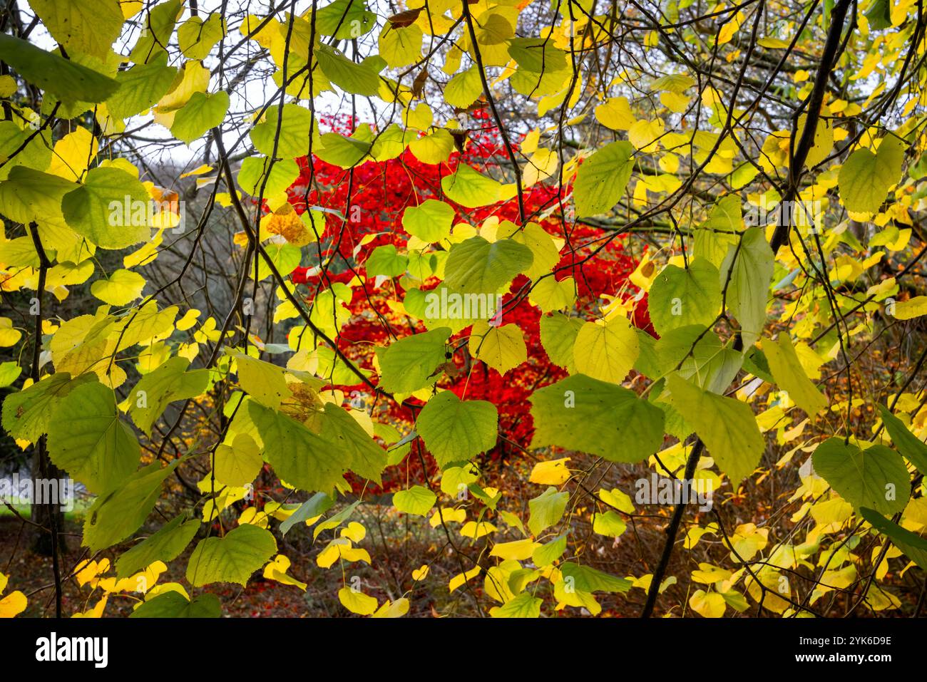Foglie verdi traslucide autunnali con un albero rosso brillante sullo sfondo nel Wiltshire, Regno Unito, il 17 novembre 2024 Foto Stock