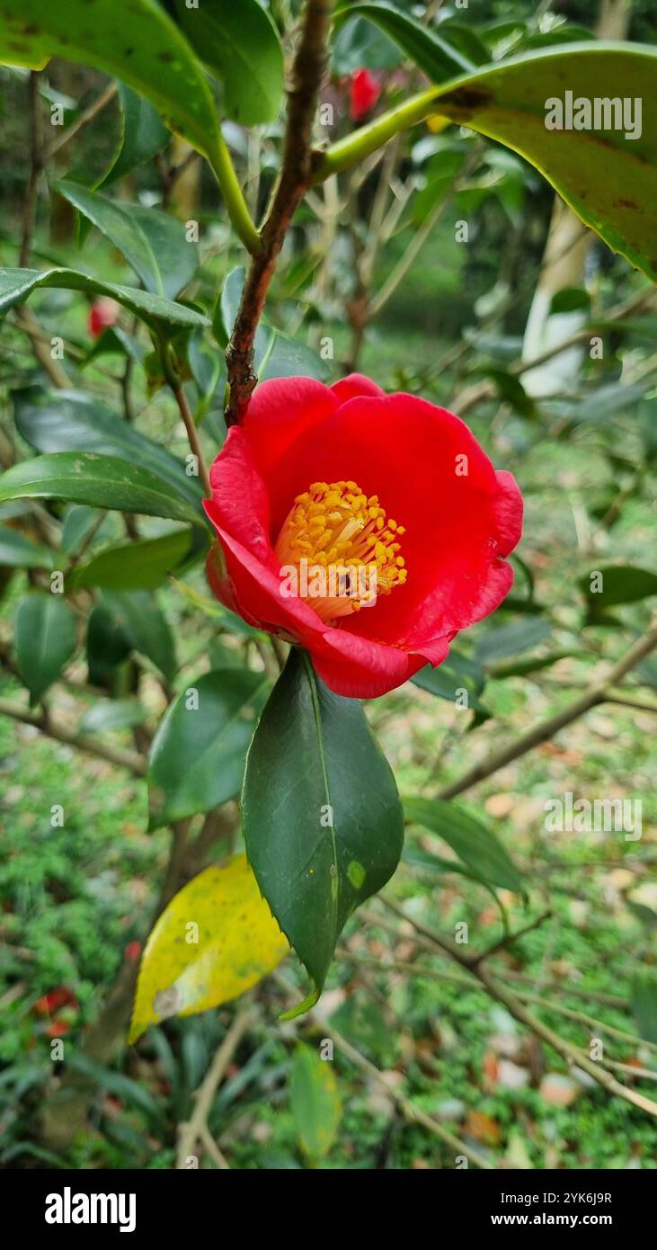 Un vibrante fiore rosso di camelia fiorisce tra un lussureggiante fogliame verde. Foto Stock