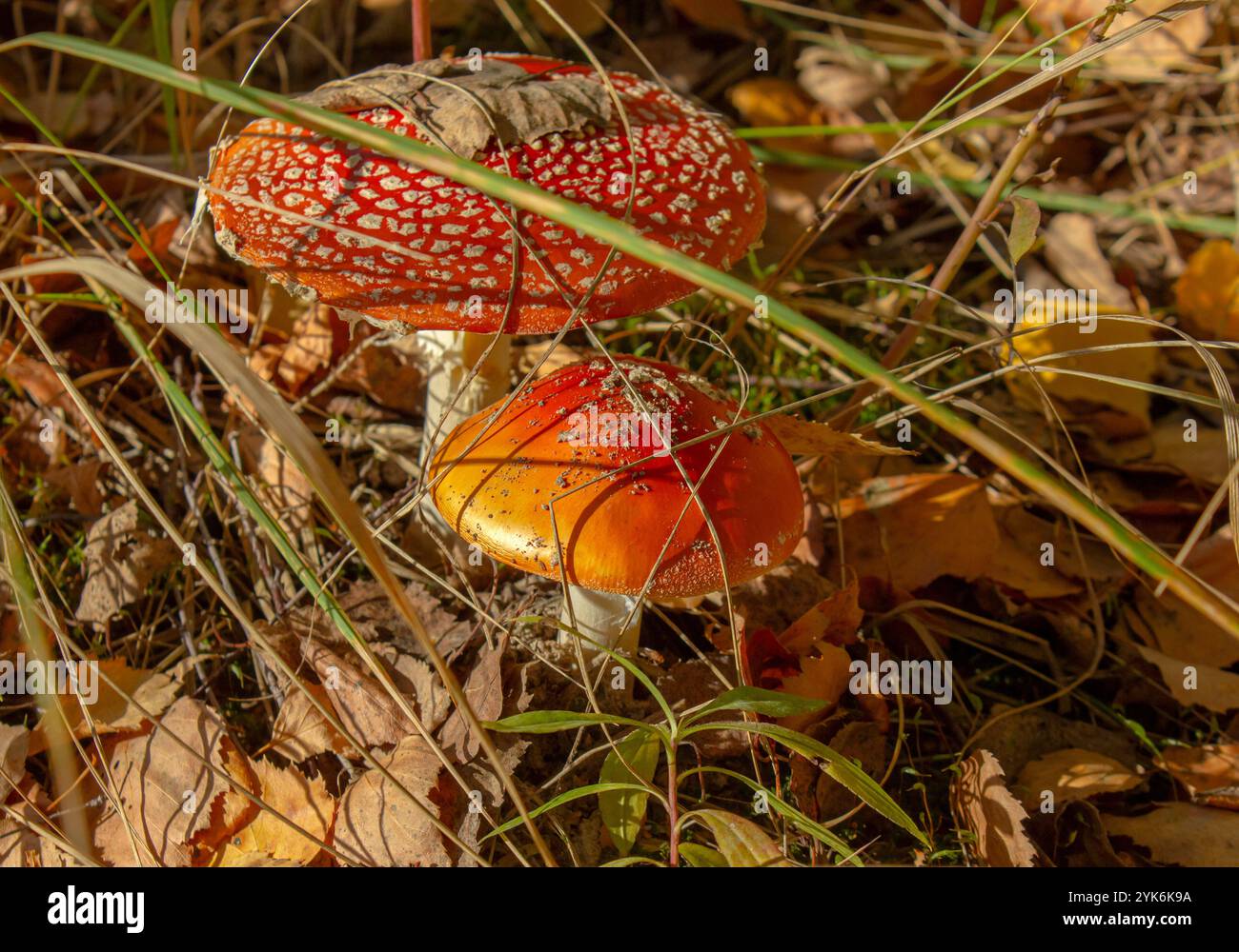 Amanita muscaria o mosca funghi velenosi maculati rossi e bianchi. Gruppo di funghi in una foresta autunnale. Foto Stock
