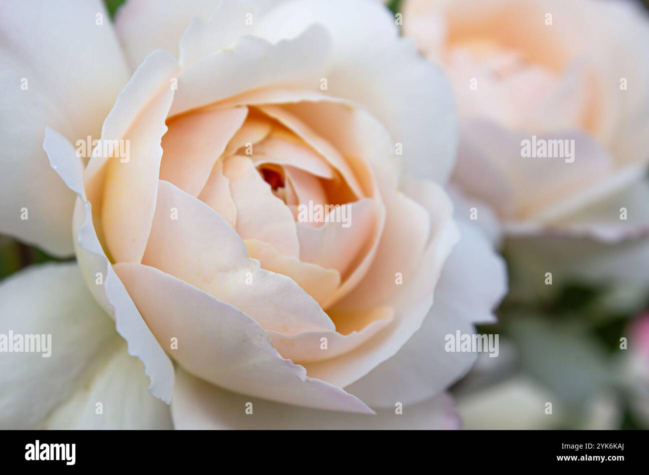 Primo piano tenero sfondo rosa. Concetto botanico, biglietto d'invito per matrimoni con messa a fuoco morbida, sfondo floreale astratto, rosa pallido. Fiore macro b Foto Stock