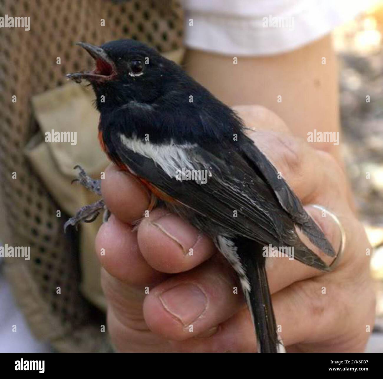 Redstart dipinto (Myioborus pictus) Foto Stock