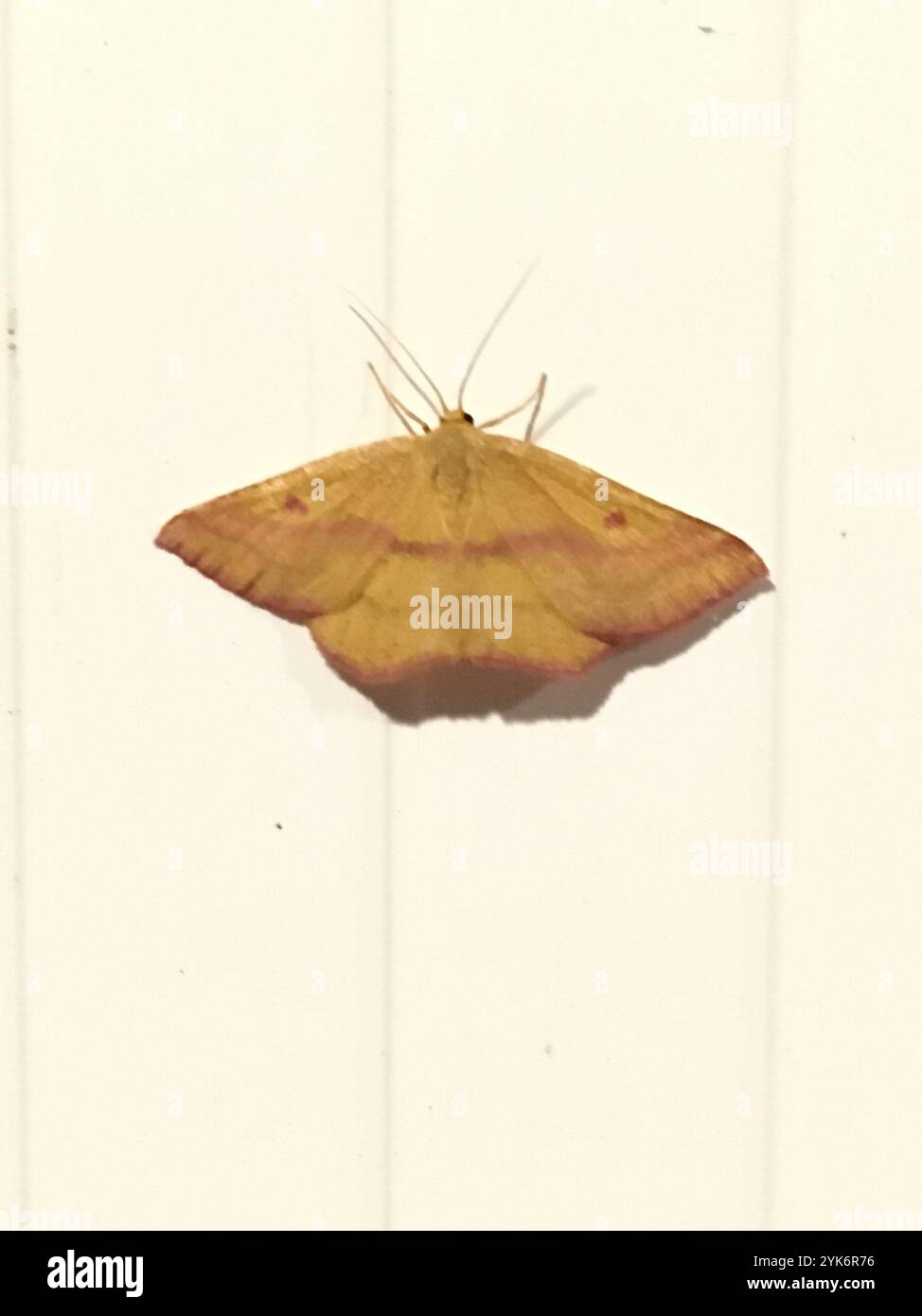 Chickweed Geometer Moth (Haematopis grataria) Foto Stock