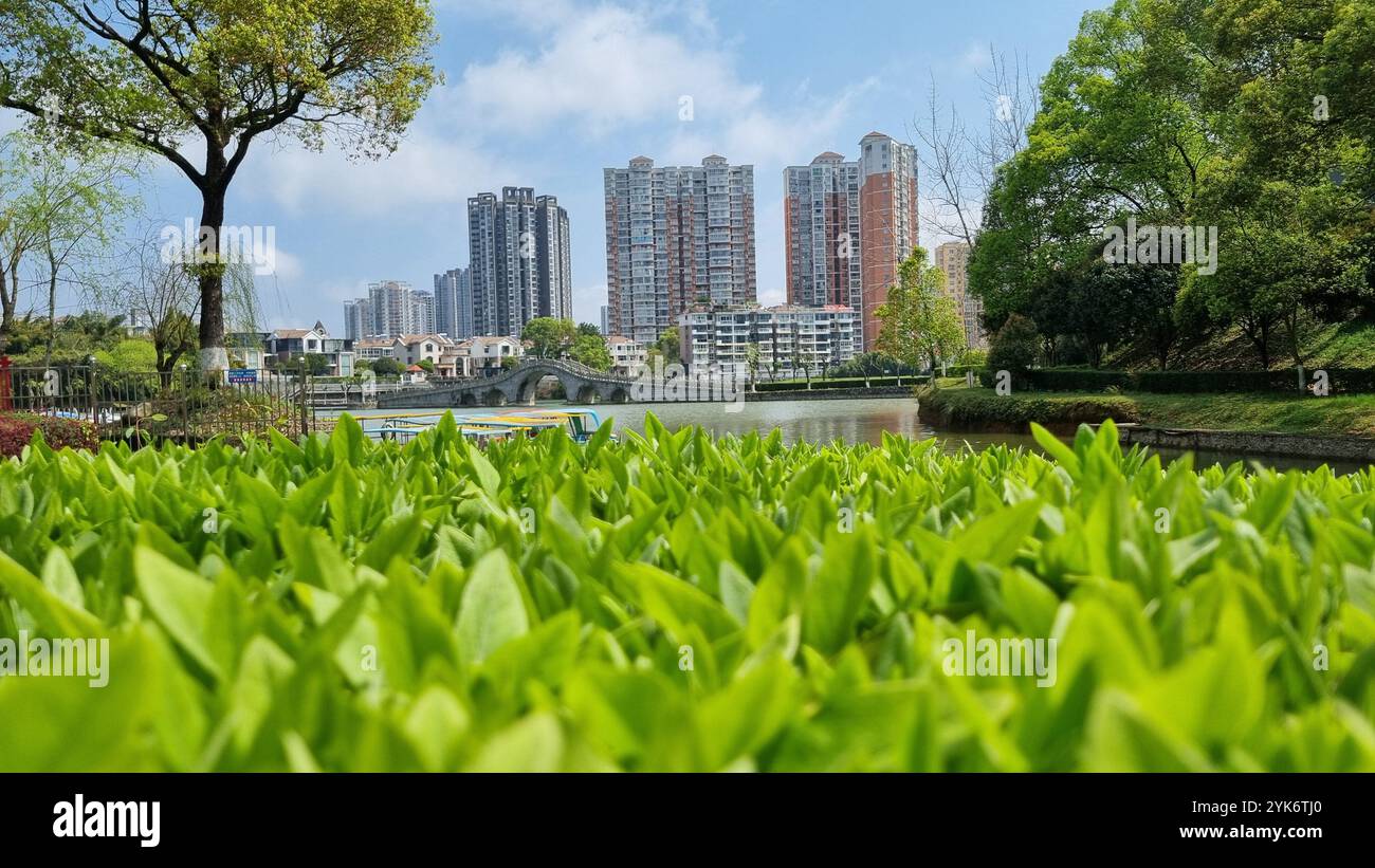 Una scena serena e romantica si dispiega, con un pittoresco giardino cinese, un incredibile ponte che si erge su un tranquillo lago. Foto Stock