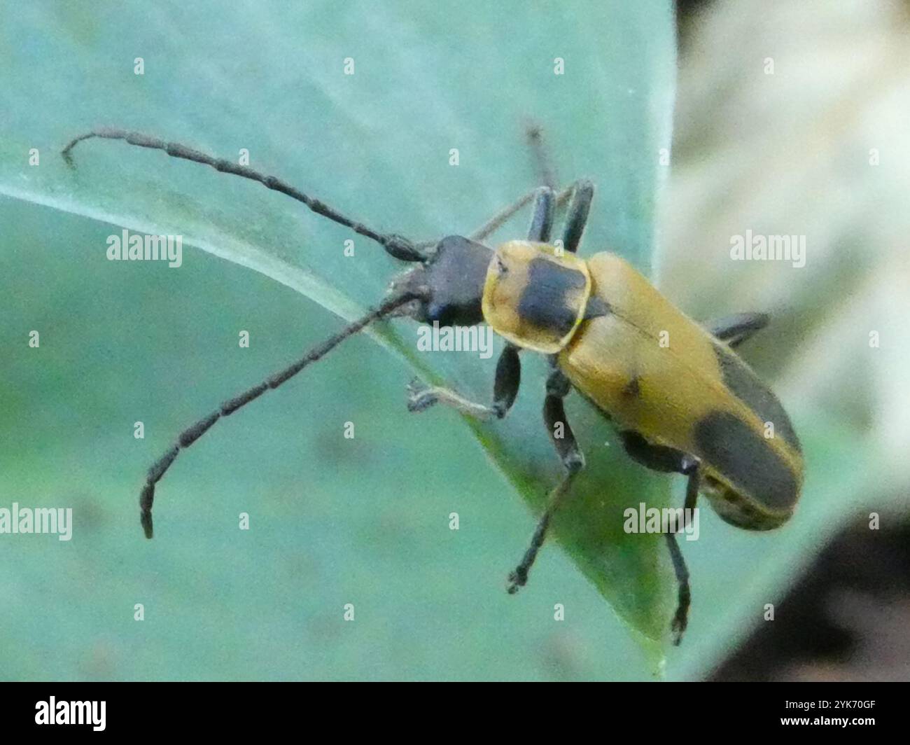 Coleottero da soldato (Chauliognathus pensylvanicus) Foto Stock