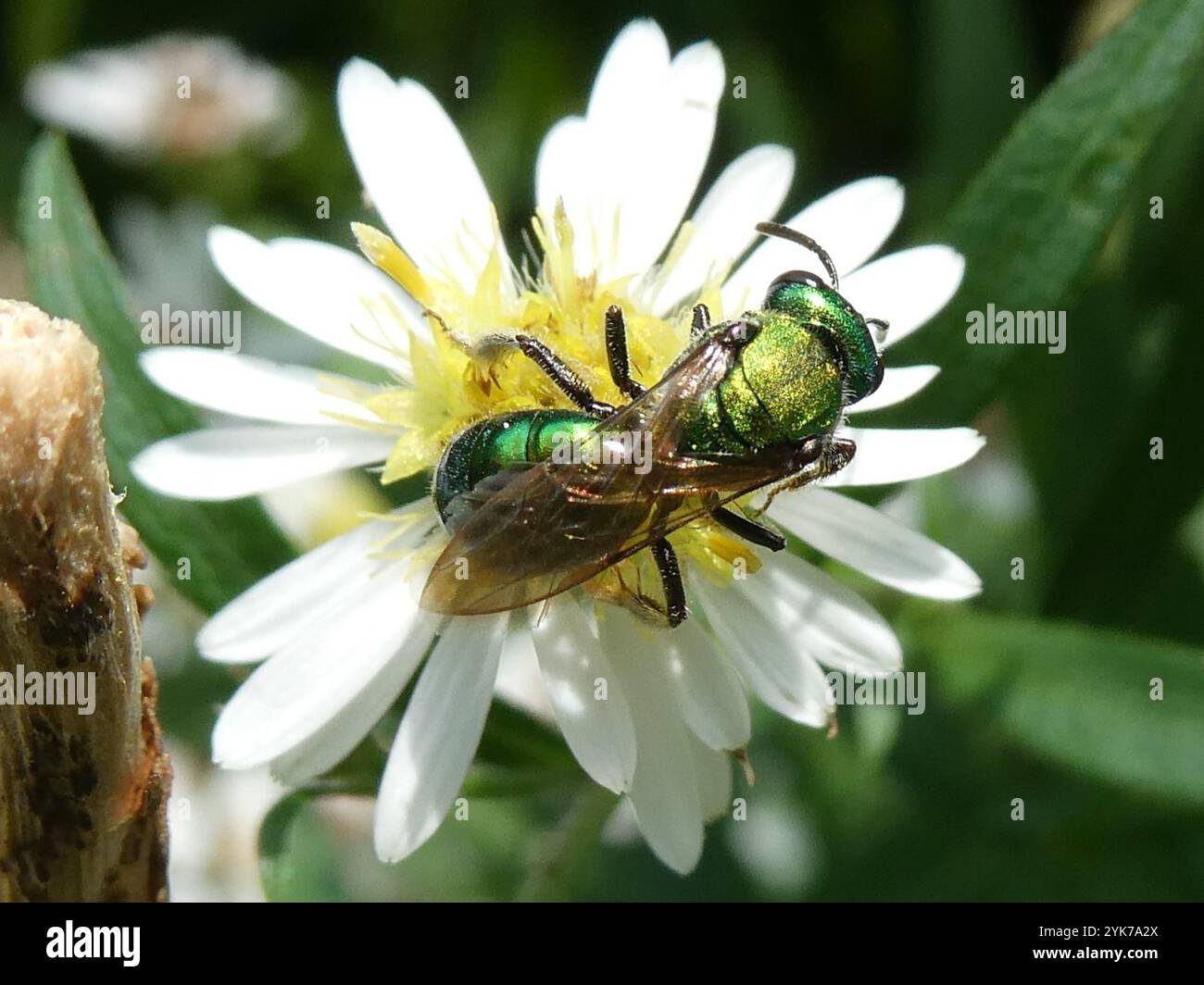Ape sudorata verde pura (Augochlora pura) Foto Stock