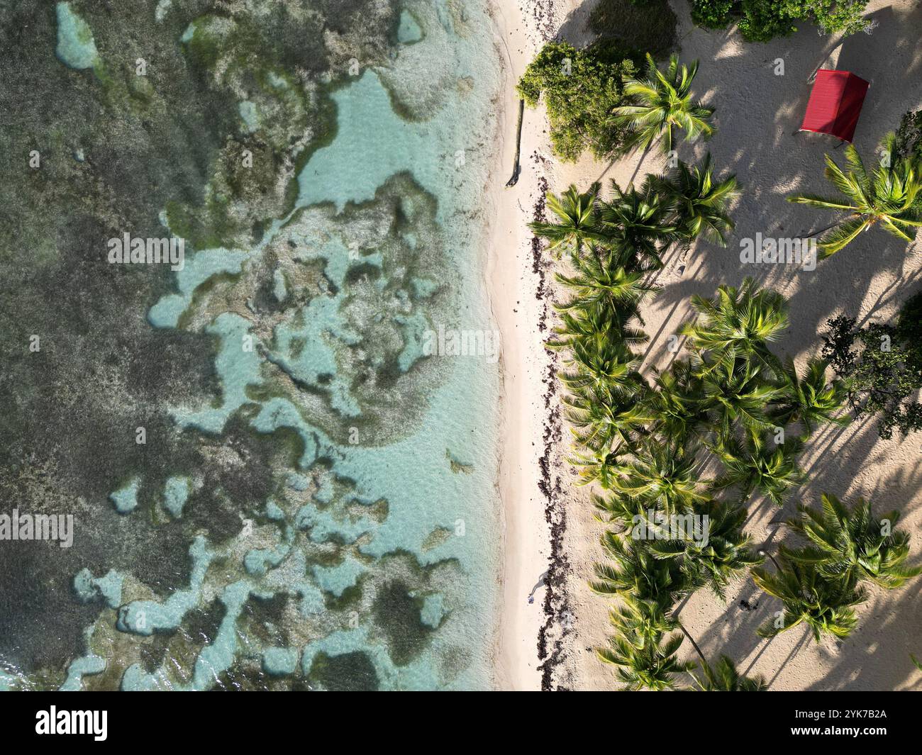 Vista aerea di una spiaggia tropicale che guarda in basso sulle acque caraibiche e sulle palme con una singola casa rossa Foto Stock