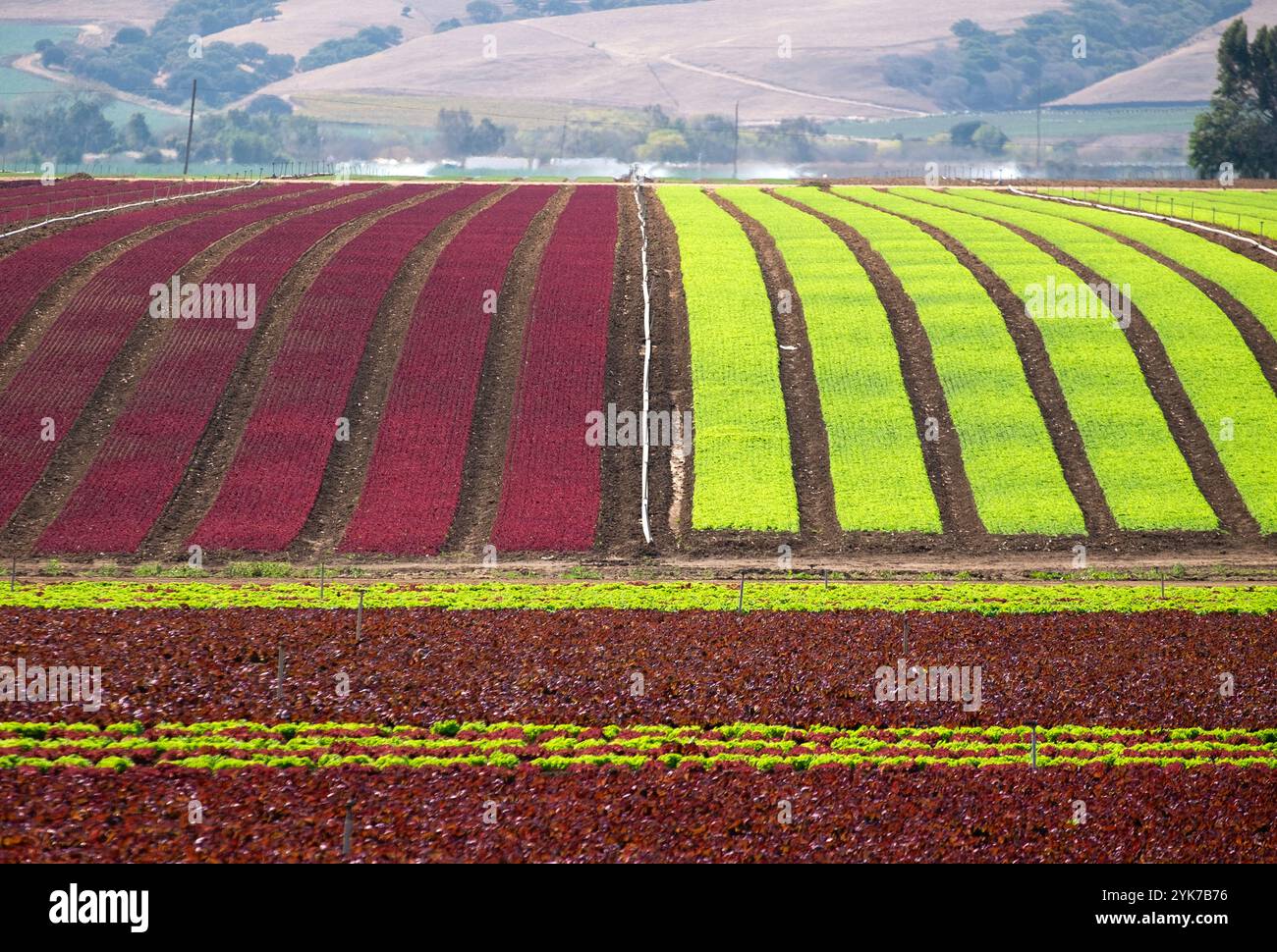 Vivaci filari di lattughe biologiche pronte per il raccolto nella Salinas Valley in California Foto Stock