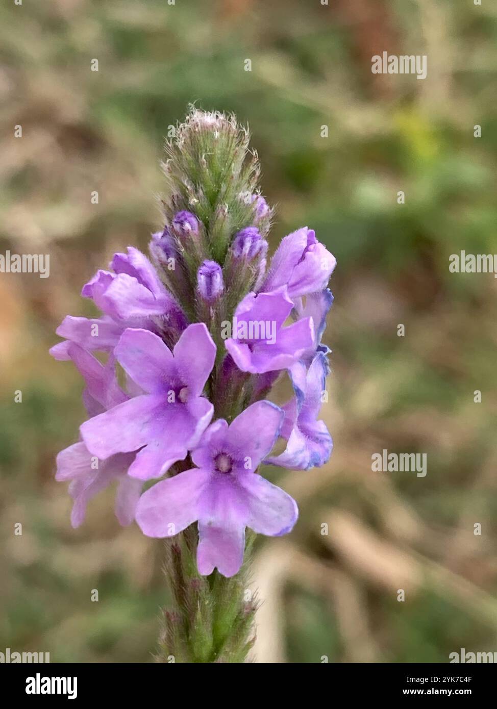 Verbena stricta (Verbena stricta) Foto Stock