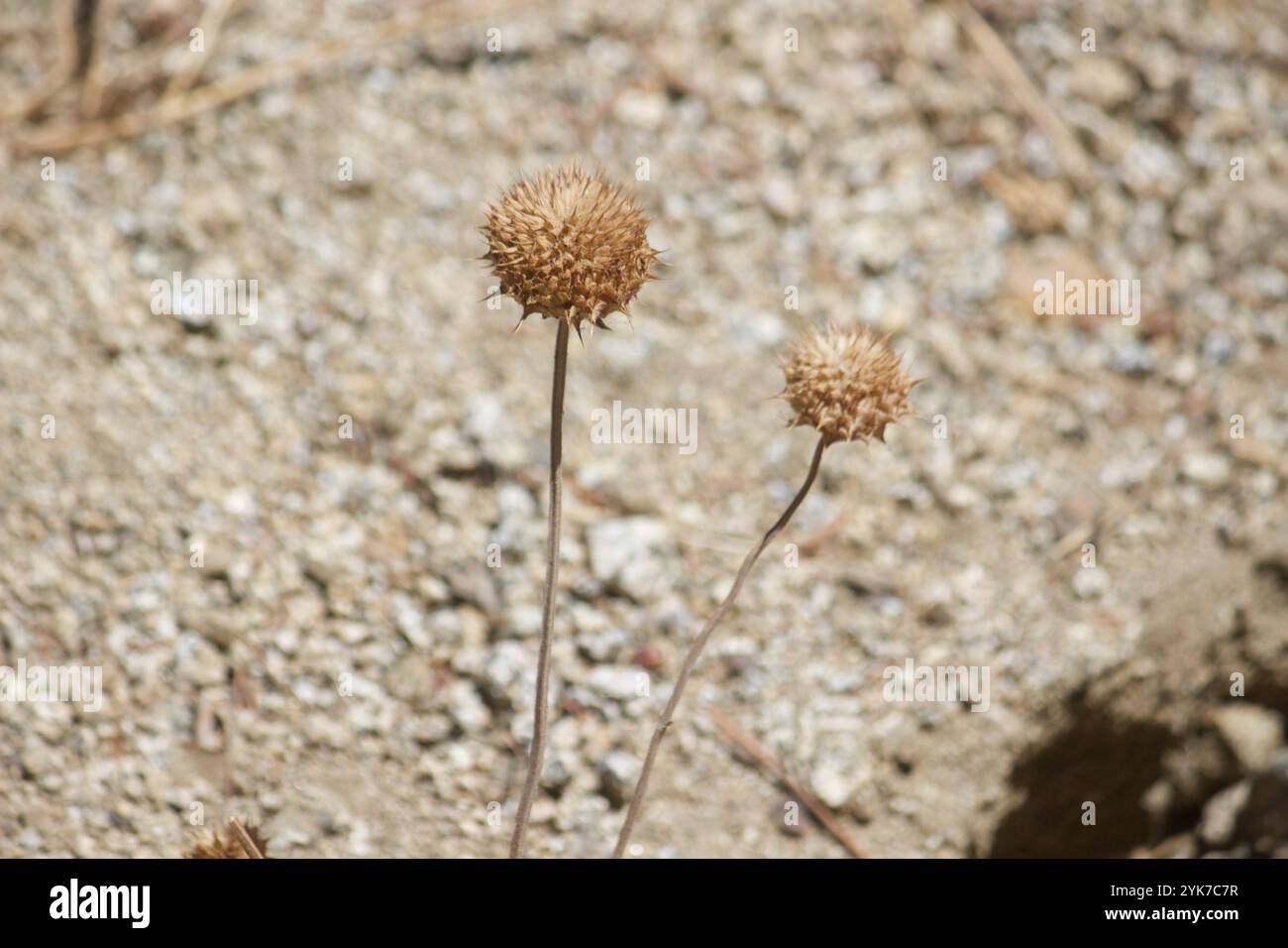 Chia (Salvia columbariae) Foto Stock