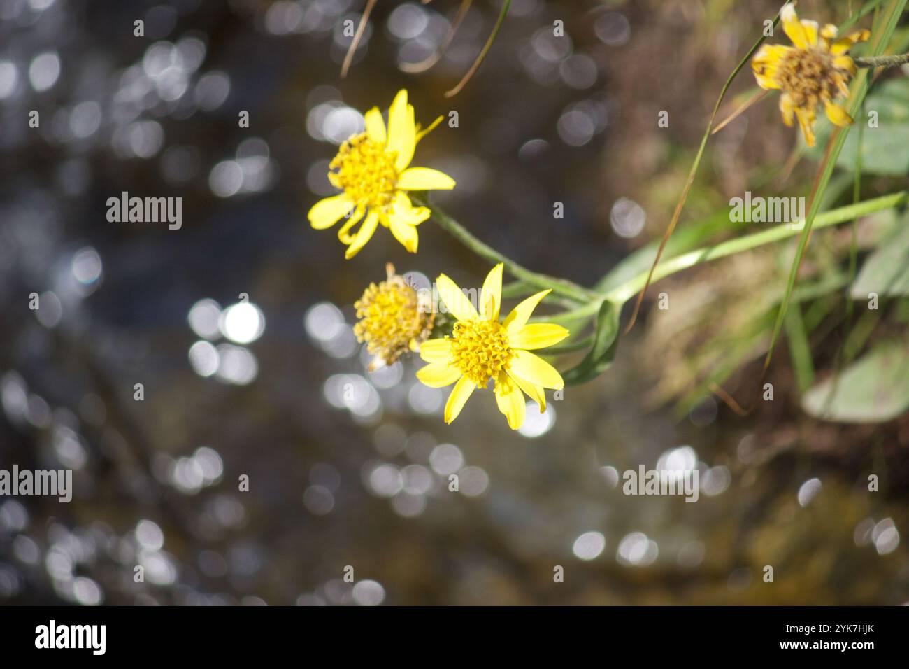 Arnica a foglia larga (Arnica latifolia) Foto Stock