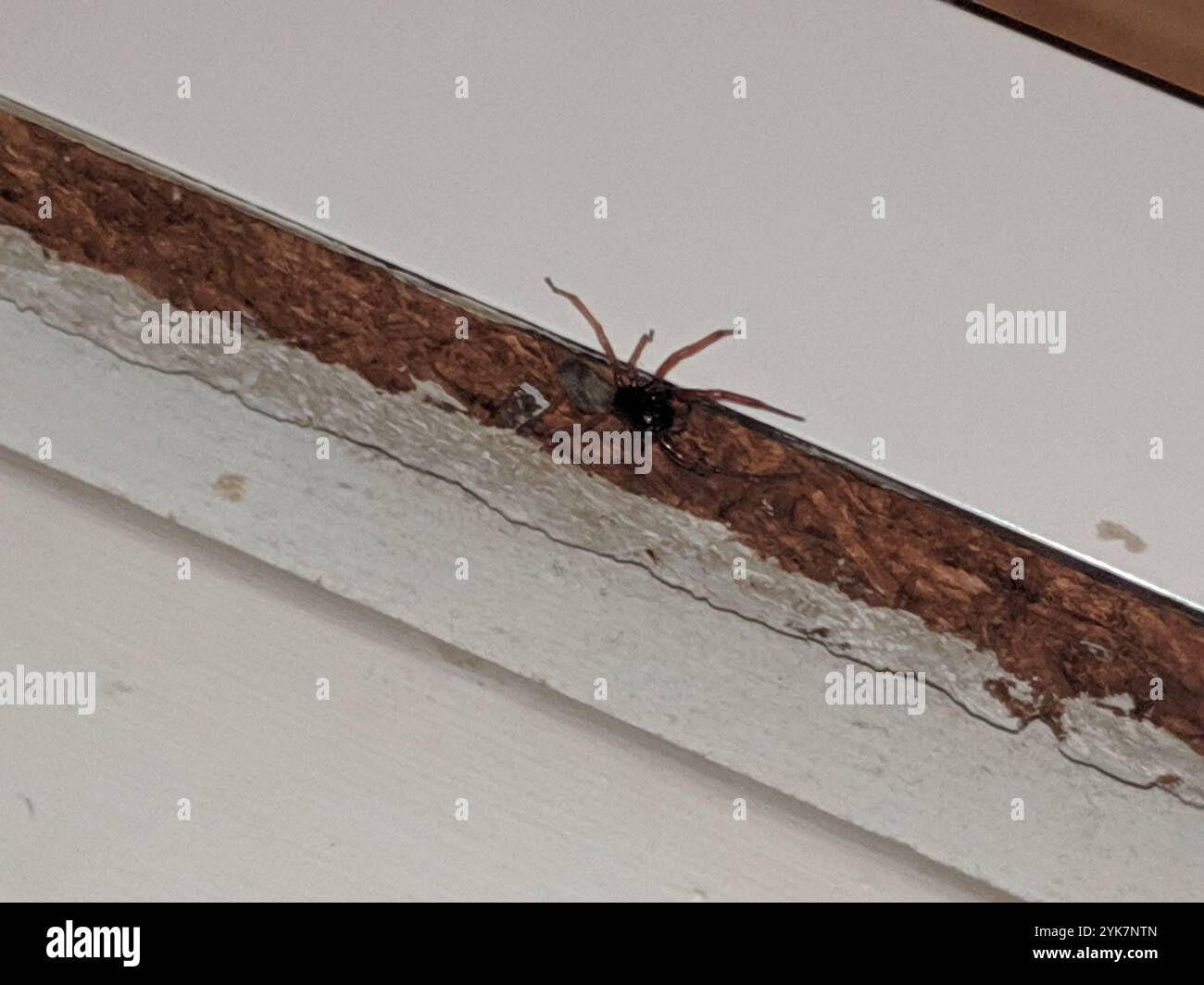 Ragno Sac a faccia larga (Trachelas tranquillus) Foto Stock