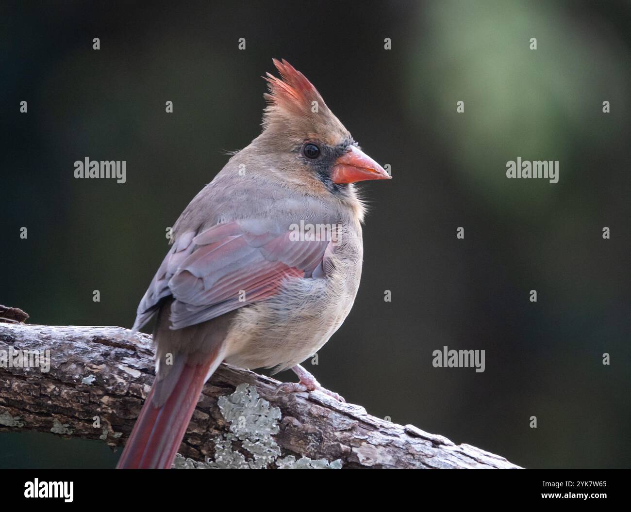 Primo piano di un cardinale femminile su sfondo verde scuro Foto Stock