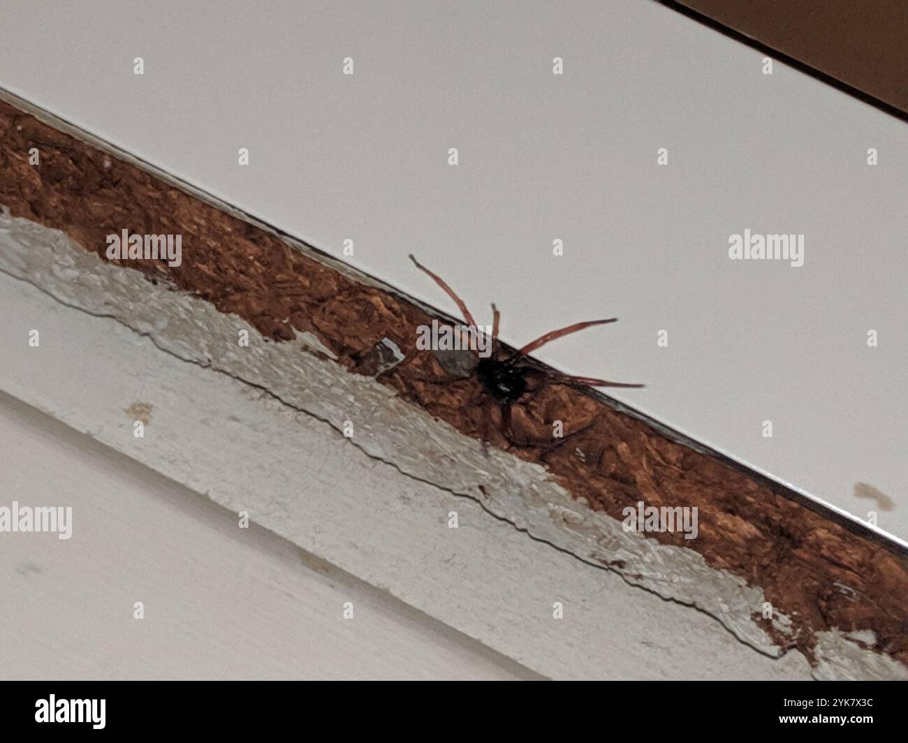 Ragno Sac a faccia larga (Trachelas tranquillus) Foto Stock