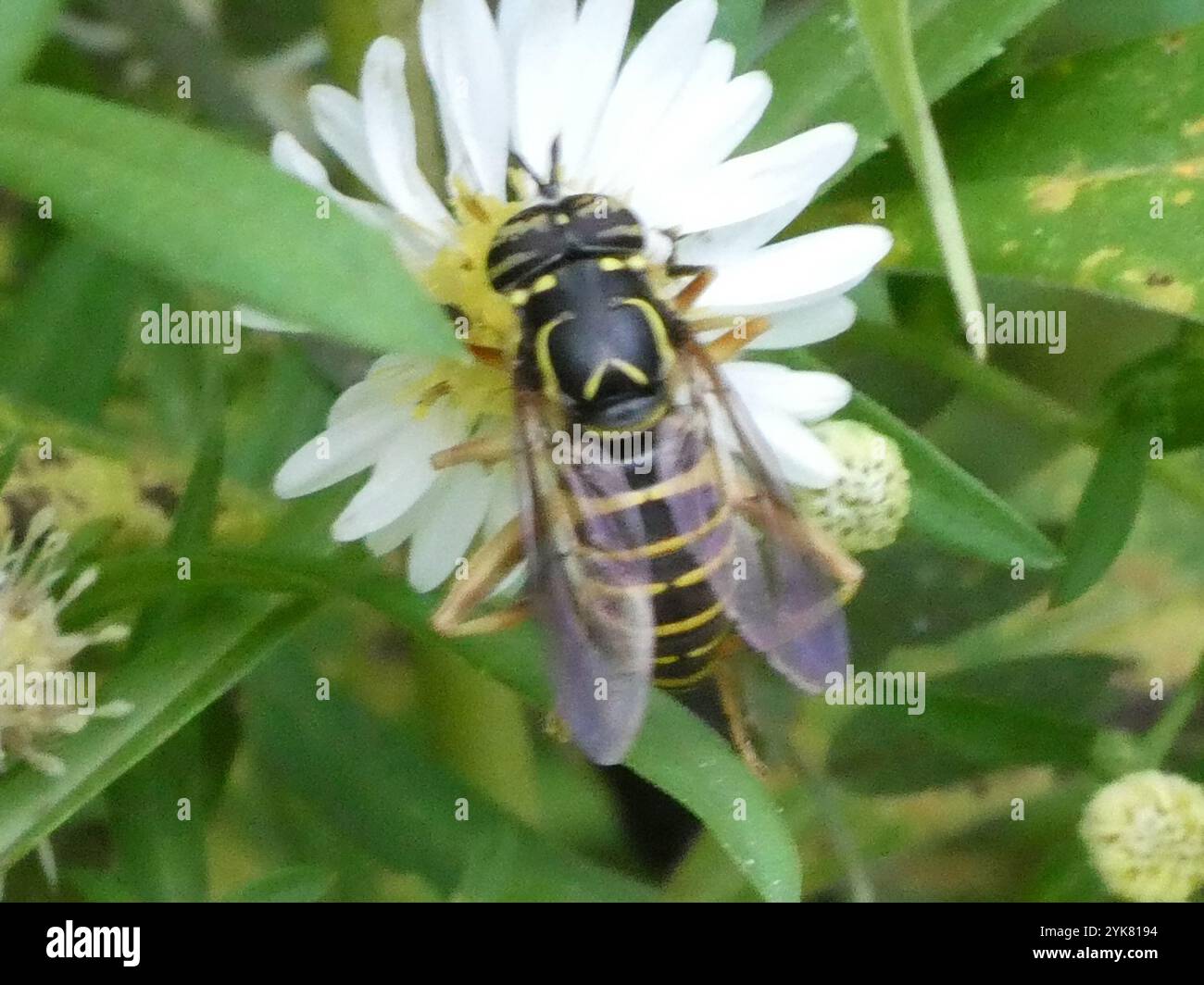 Volo sul calabrone orientale (Spilomyia longicornis) Foto Stock