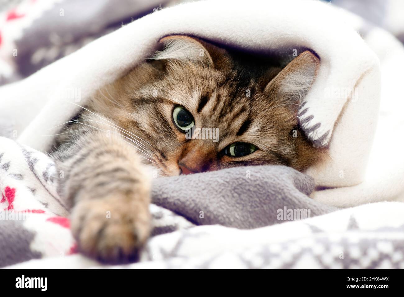 Primo piano di un gatto soffice con occhi verdi che si rilassano sotto una morbida coperta, creando un'atmosfera accogliente e calda. Foto Stock Primo piano di un gatto soffice con occhi verdi che si rilassano sotto una morbida coperta, creando un'atmosfera accogliente e calda. Foto Stock