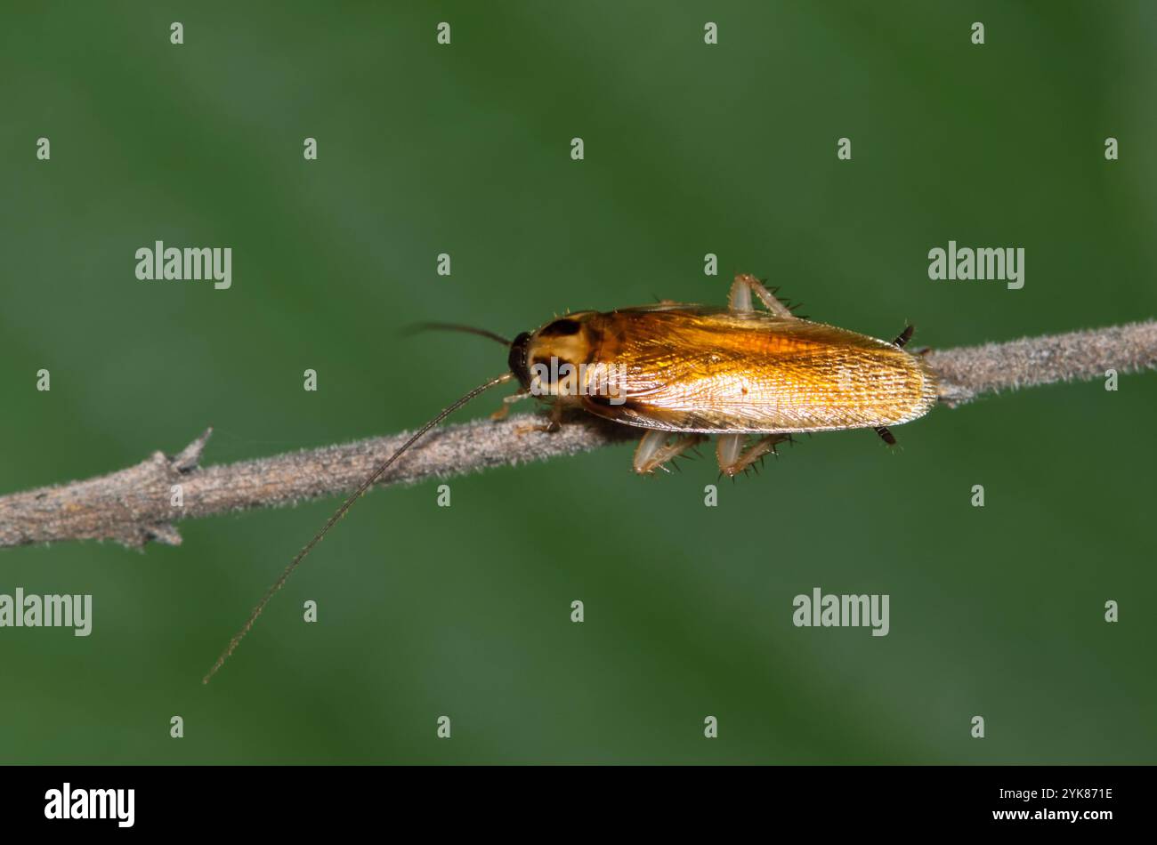 Scarafaggio tedesco Blattella germanica pianta di insetti stelo natura Primavera disinfestazione agricoltura. Foto Stock