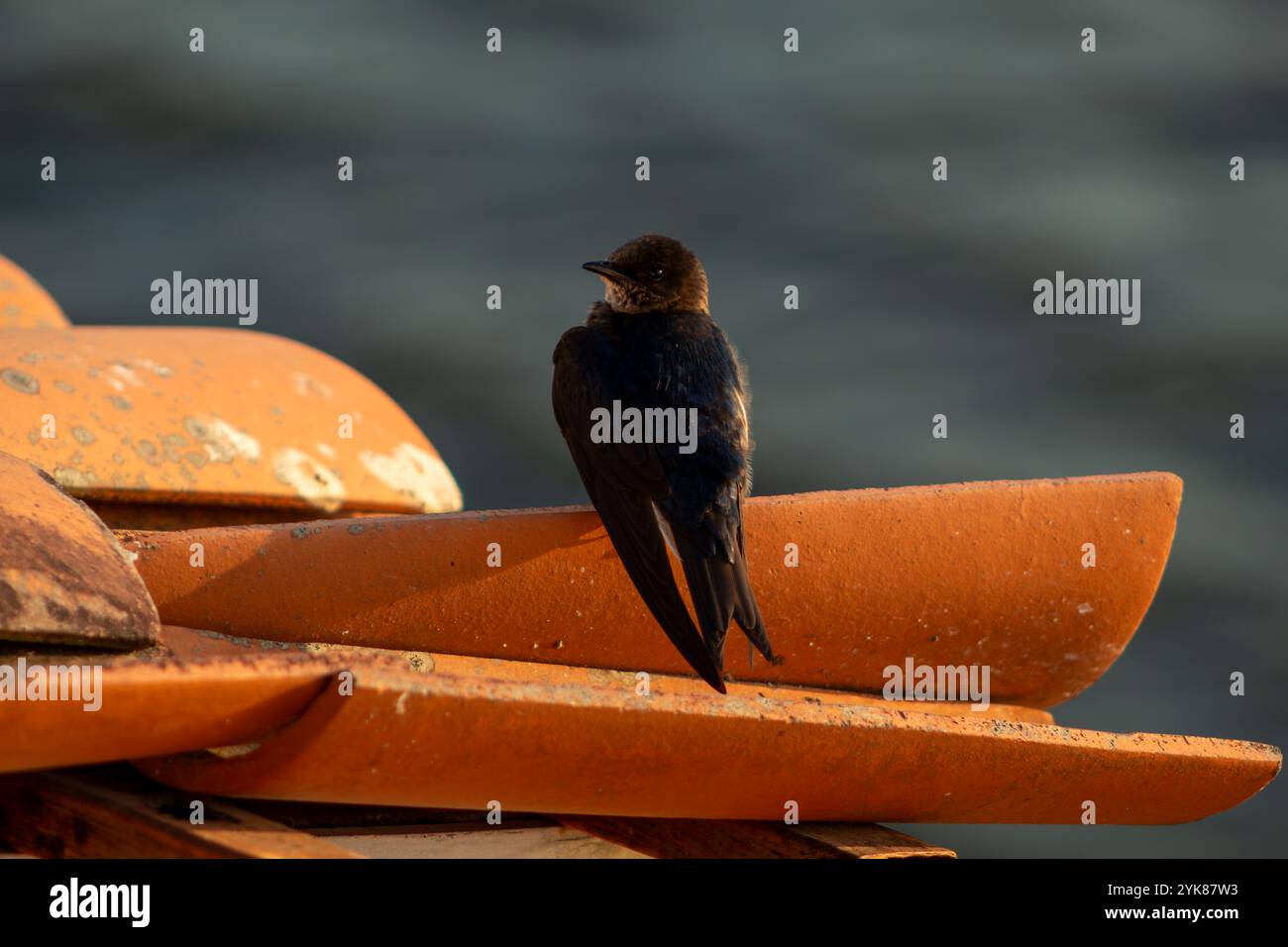 Golondrina en Playa Foto Stock