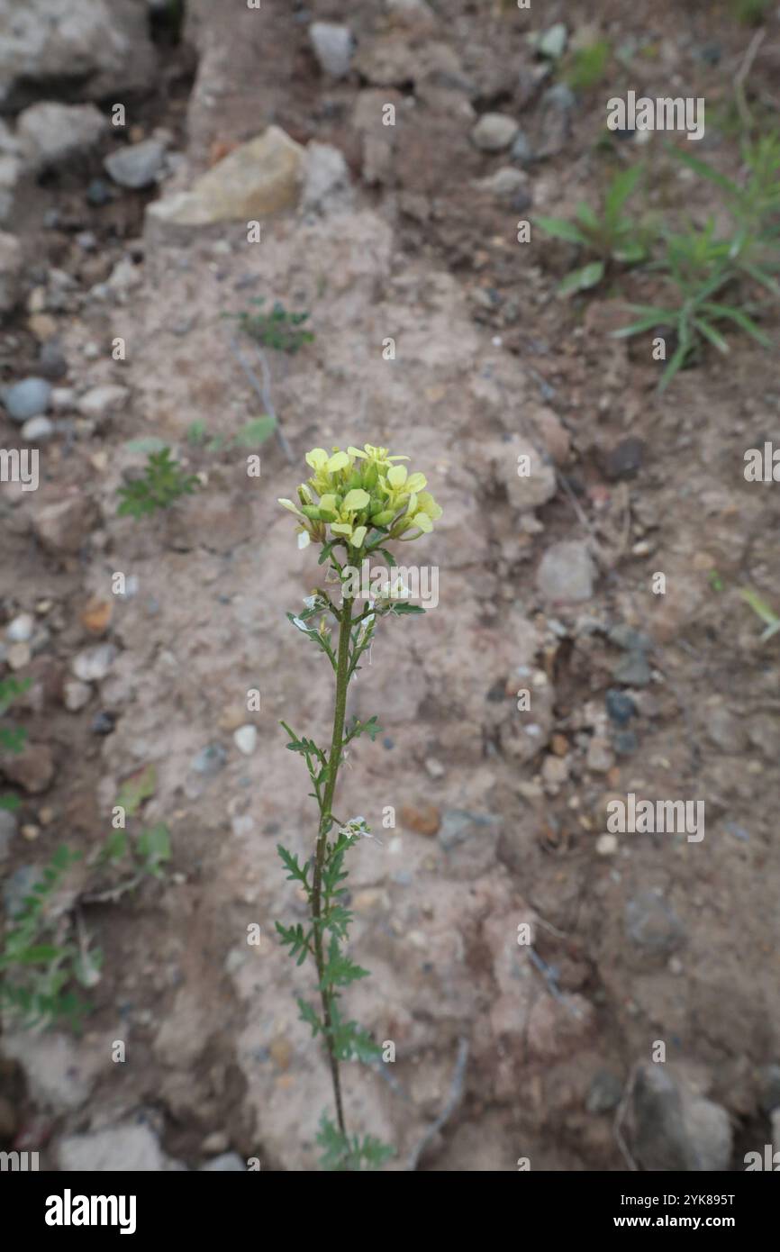 Razzo peloso (Erucastrum gallicum) Foto Stock