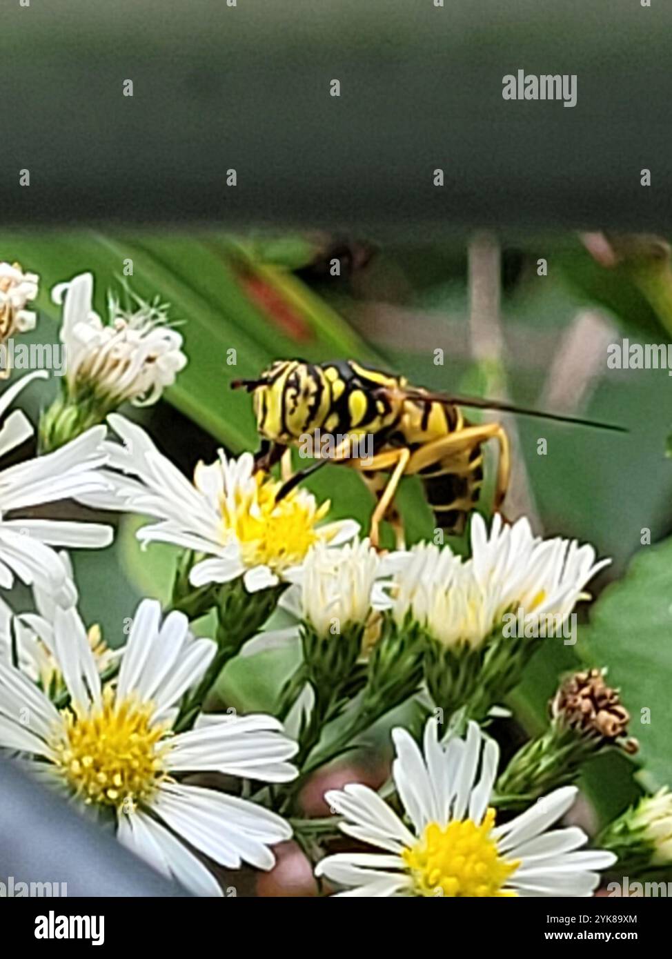 Volo sul calabrone orientale (Spilomyia longicornis) Foto Stock