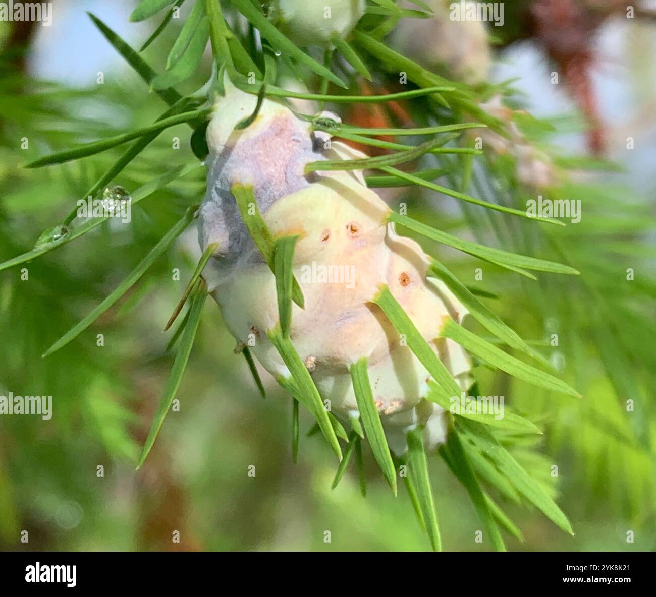 Cypress Twig Gall Midge (Taxodiomyia cupressiananassa) Foto Stock