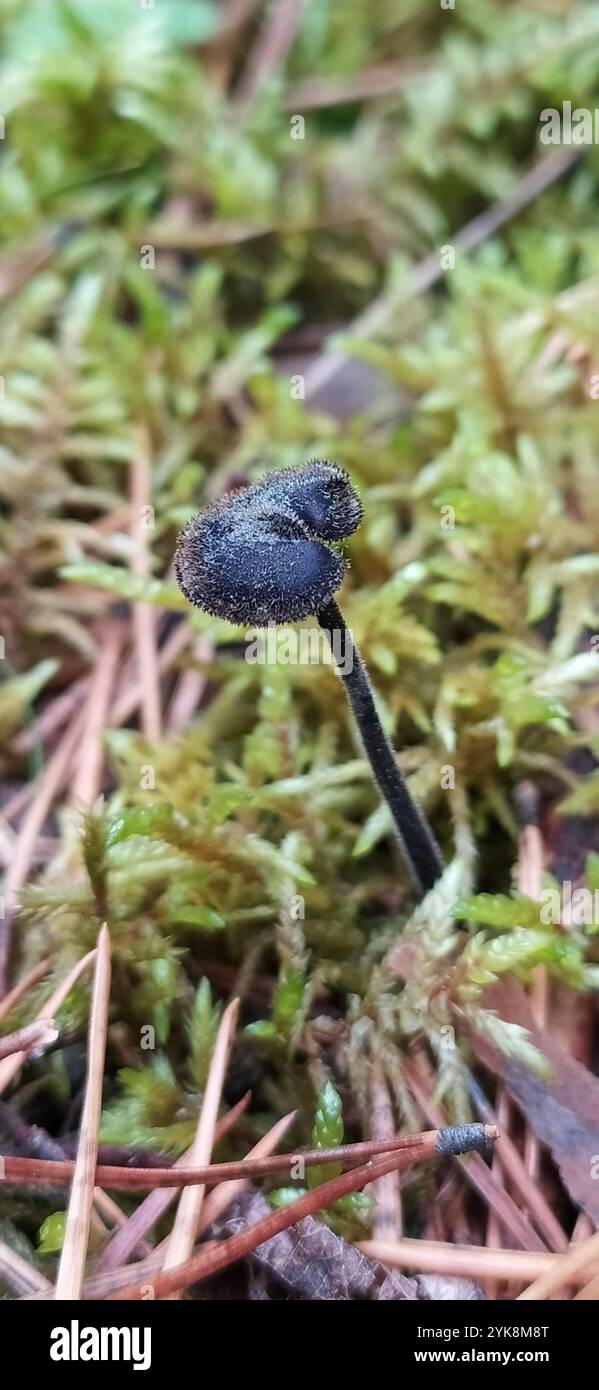 Fungo del miscuglio (Auriscalpium vulgare) Foto Stock