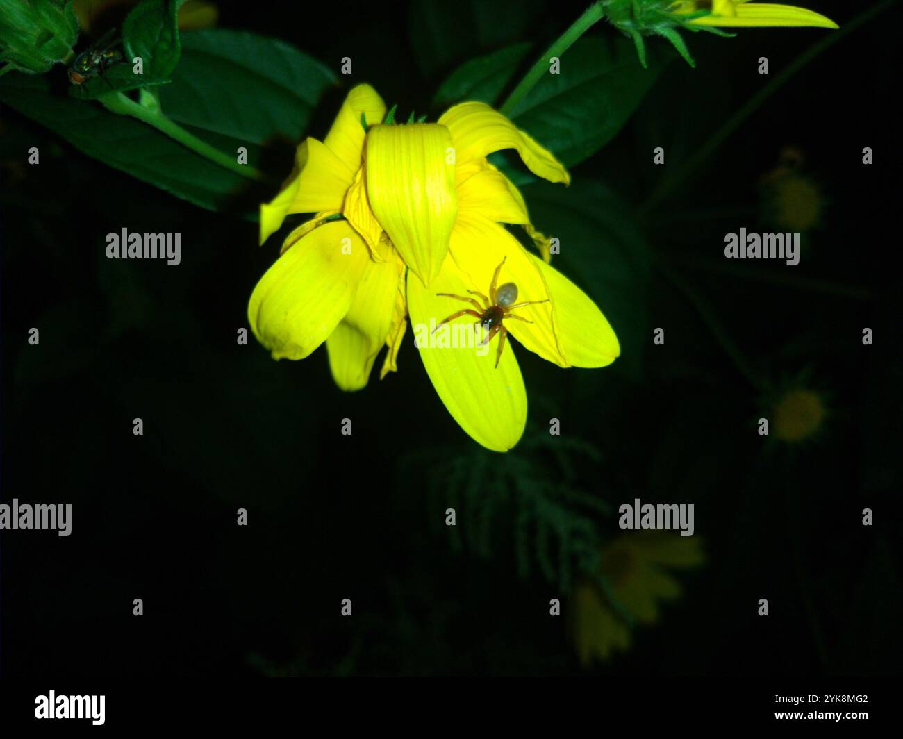 Ragno Sac a faccia larga (Trachelas tranquillus) Foto Stock