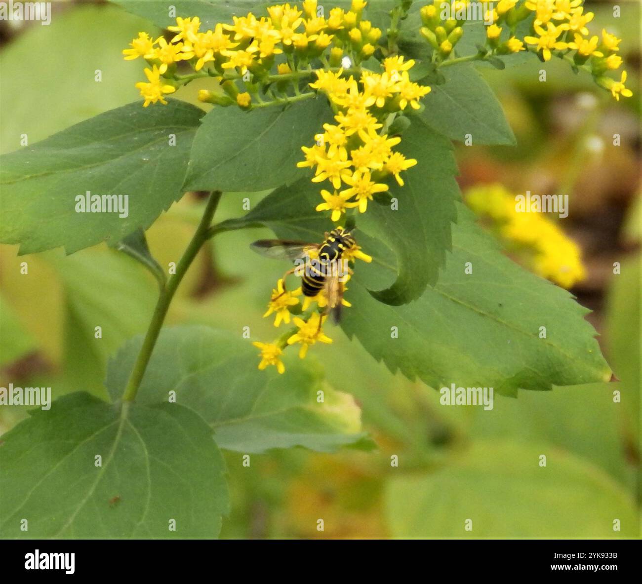 Volo sul calabrone orientale (Spilomyia longicornis) Foto Stock