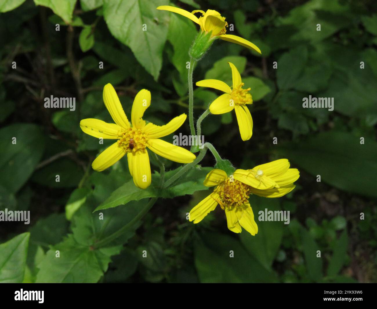 Arnica a foglia larga (Arnica latifolia) Foto Stock